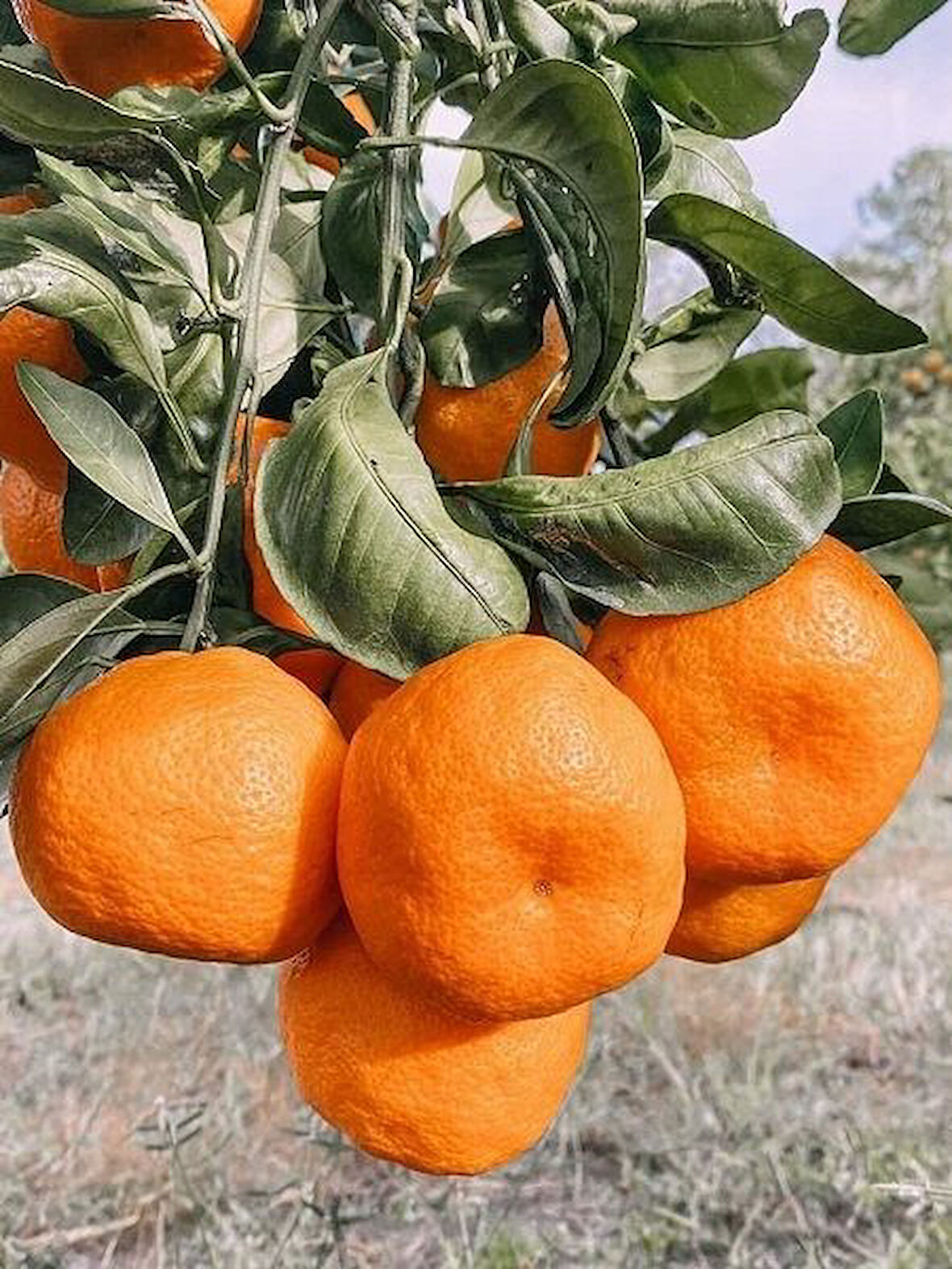 Mandalina Fidanı Satsuma (Rize) Citrus unshiu, +120 cm, 3 - 4 Yaş, tüplü