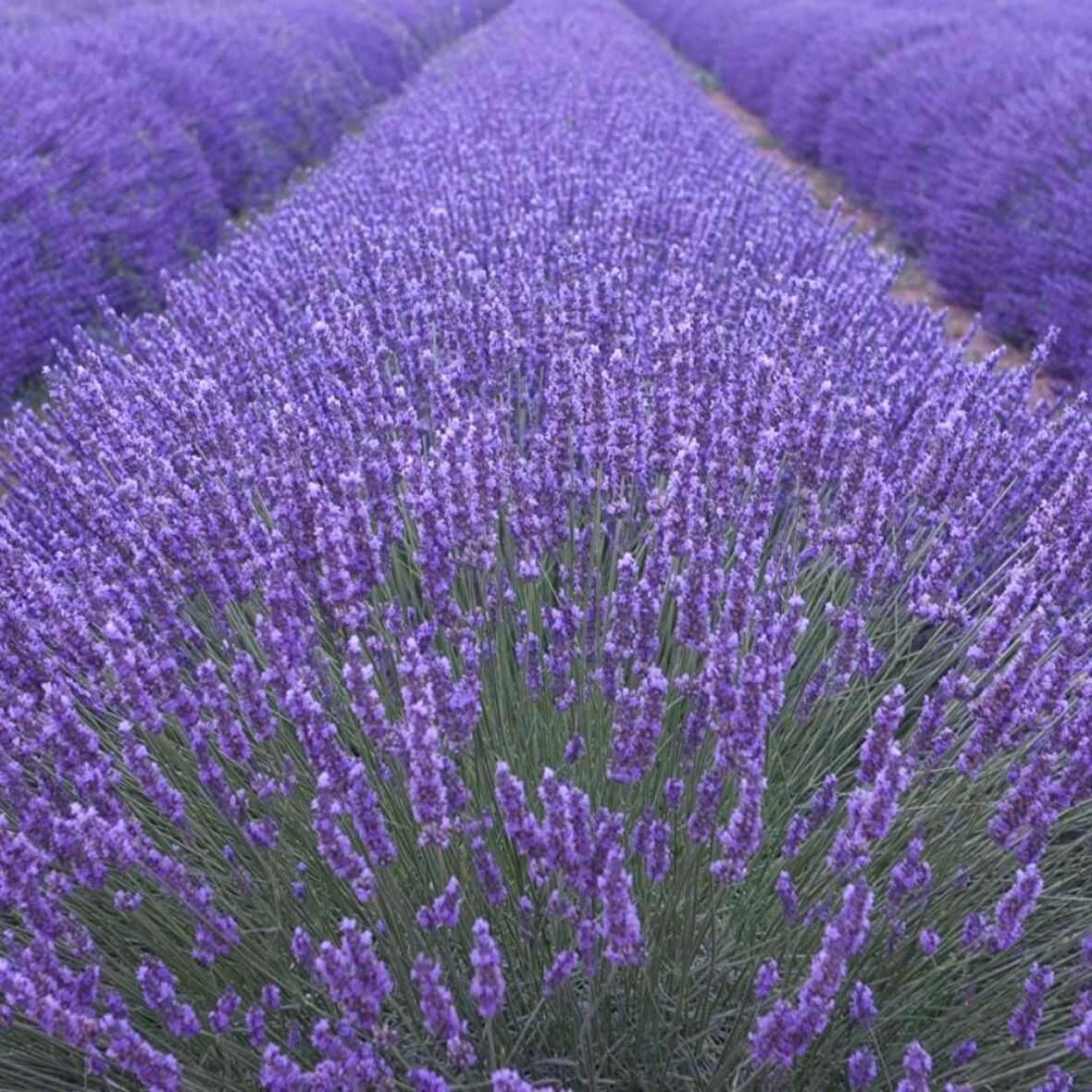 Doğal Angustifolia Lavanta Çiçeği Tohumu (40 Tohum)