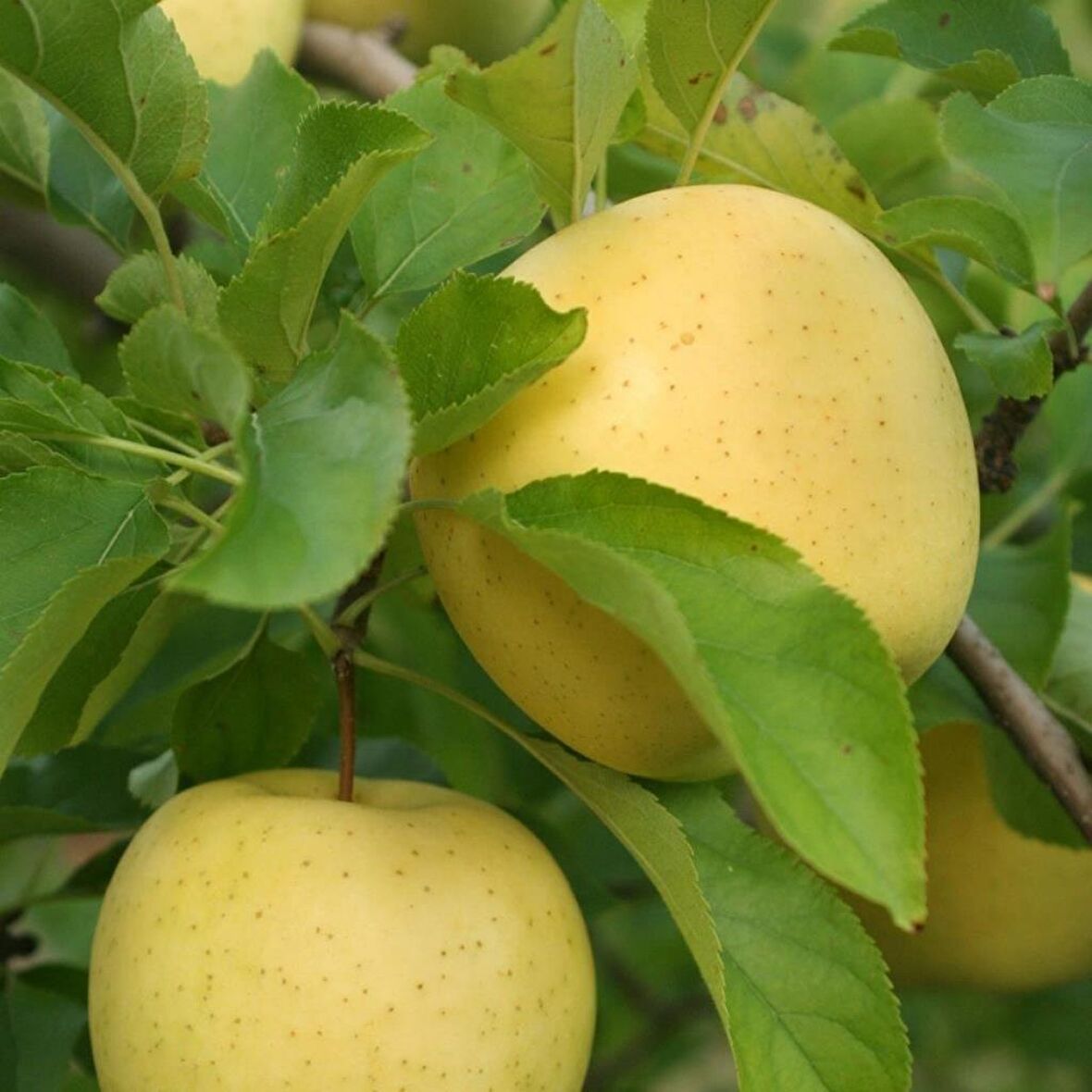 Tüplü Aşılı Aromalı Leziz Bol Sulu Yarı Bodur  Golden Elma Fidanı