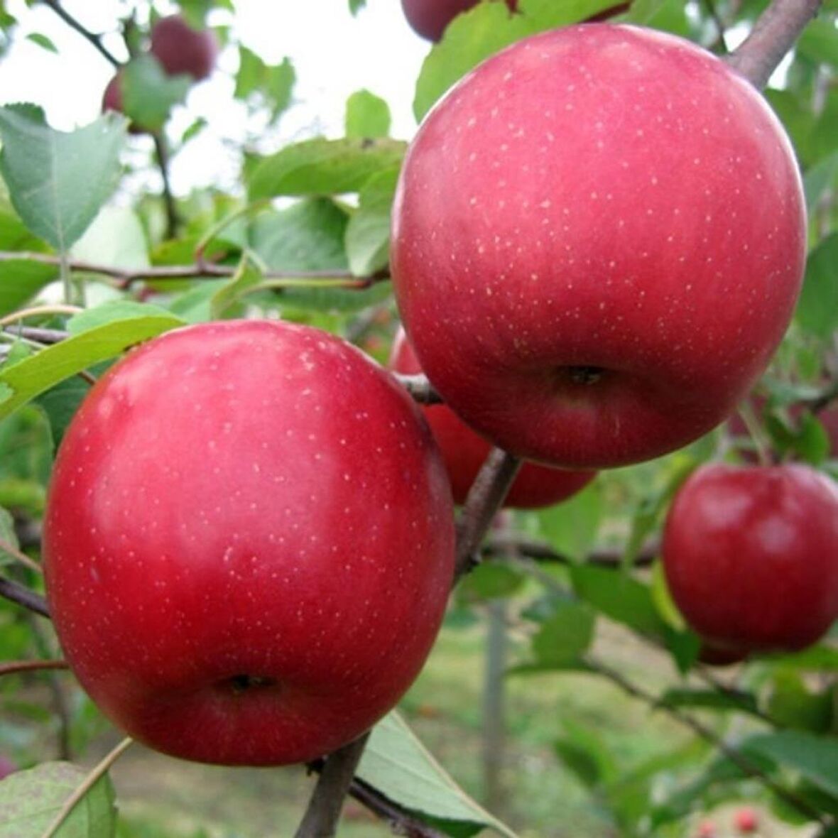 Tüplü Aşılı Aromalı Sert Bol Sulu Yarı Bodur Fuji Aztec Elma Fidanı