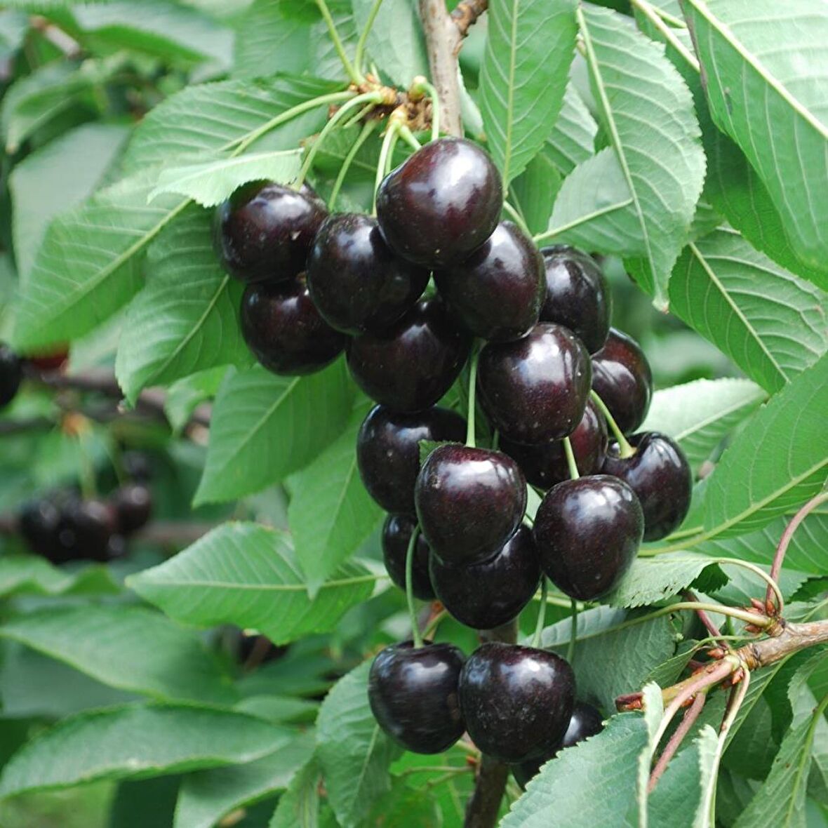 Tüplü Aşılı Aromalı Verimli Leziz Tam Bodur Kordia Kiraz Fidanı