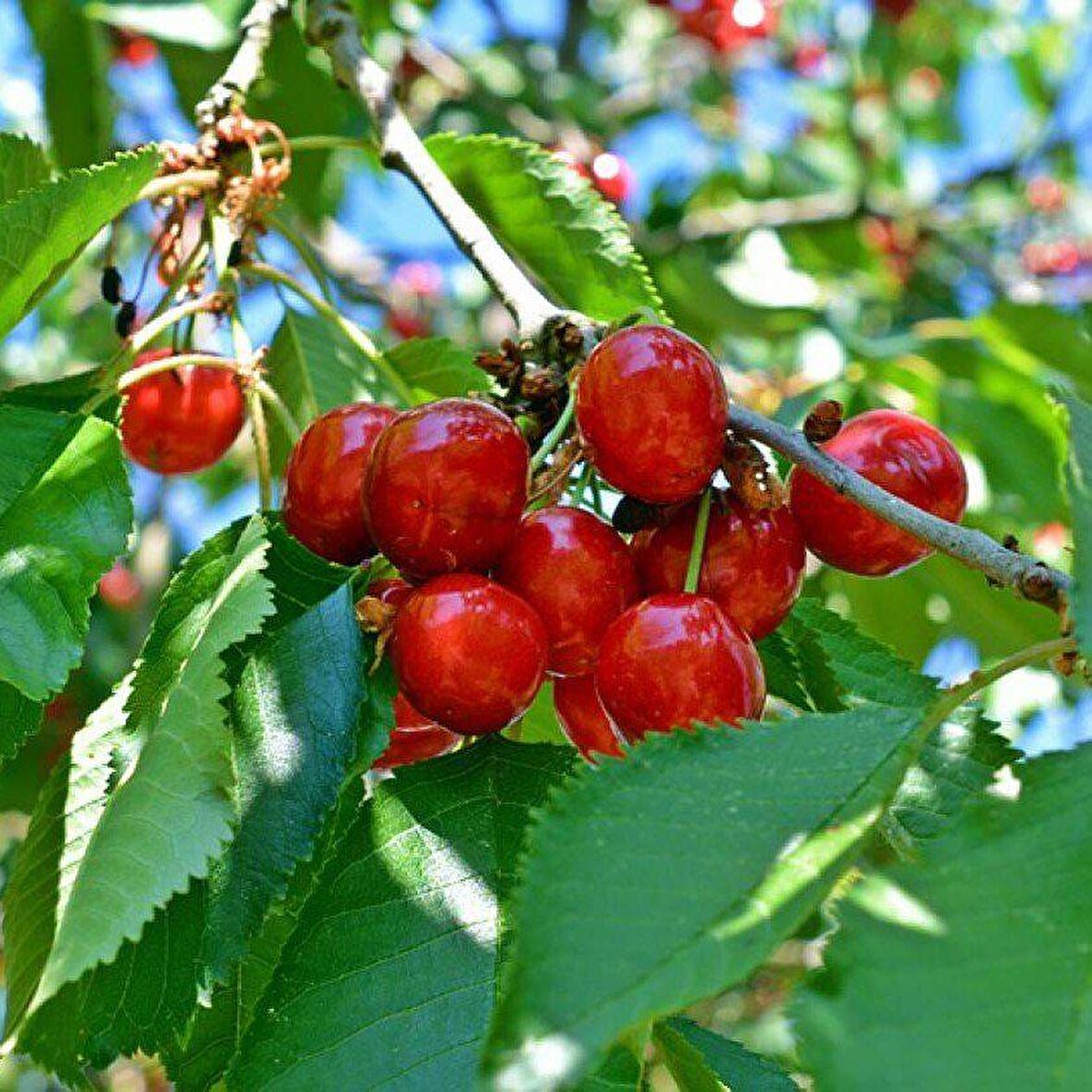 Tüplü Aşılı Aromatik Bol Verimli Noble Kiraz Fidanı