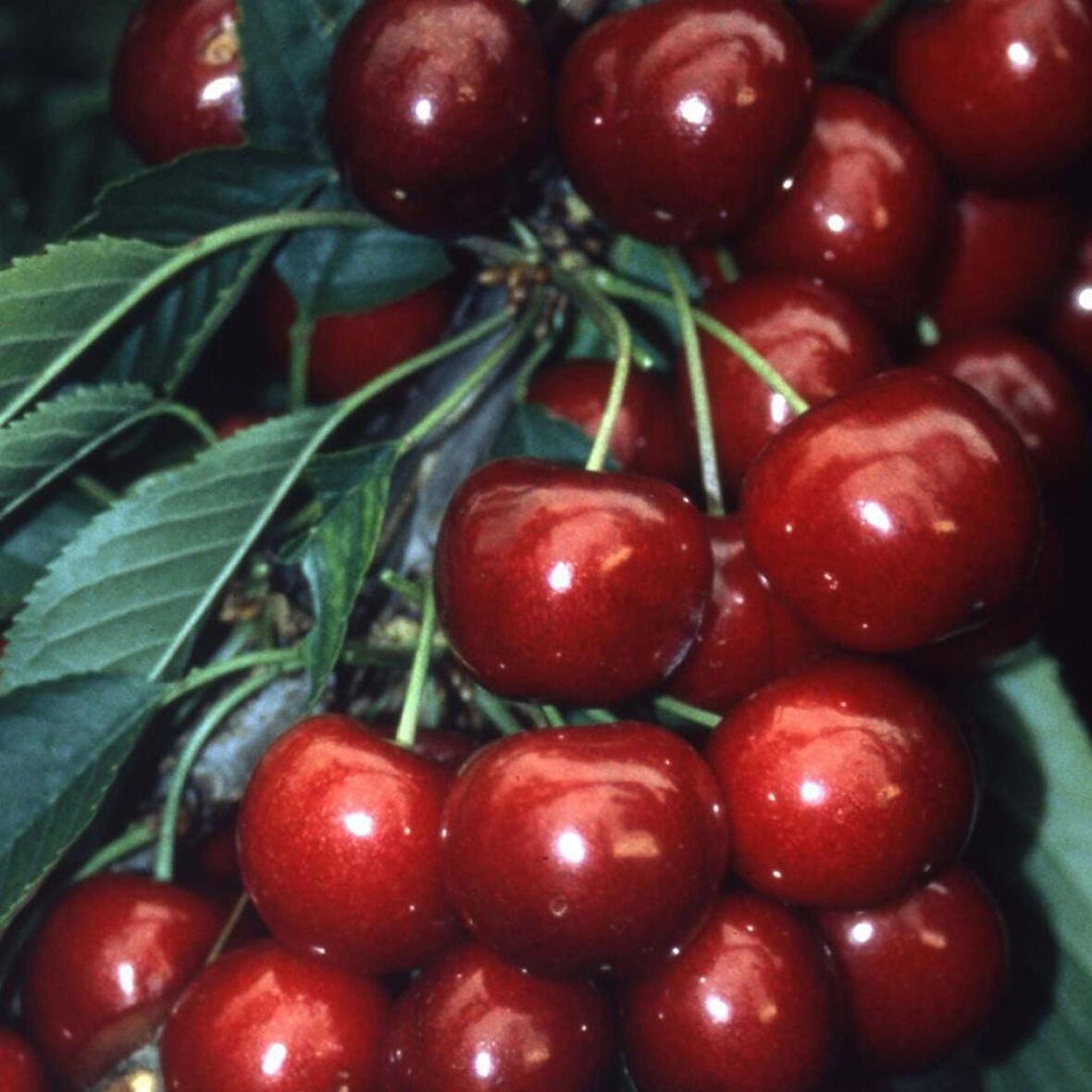 Tüplü Aşılı Aromatik Verimli Tam Bodur Sweet Heart Kiraz Fidanı