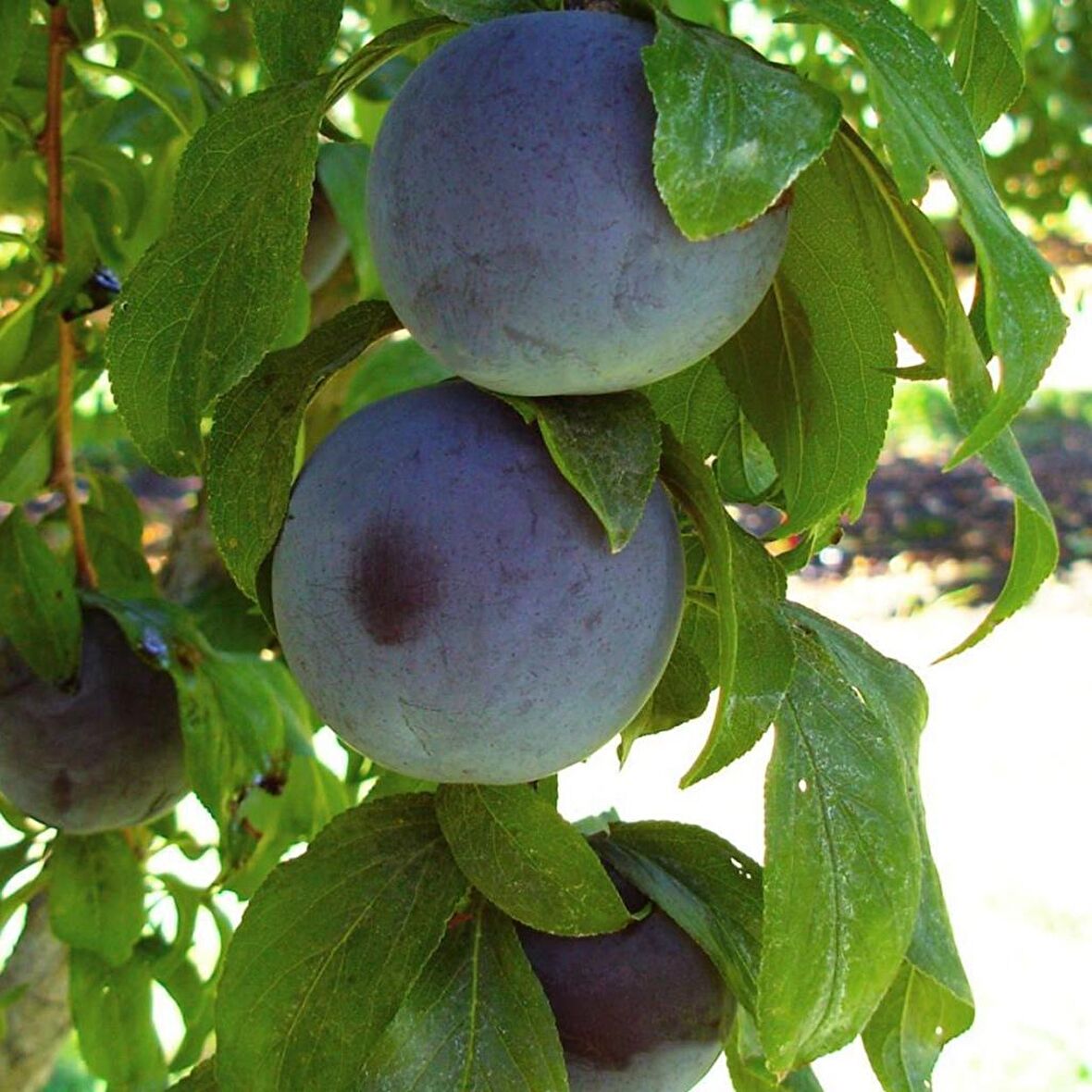 Tüplü Aşılı Bol Sulu Verimli Yarıbodur Black Amber Japon Erik Fidanı