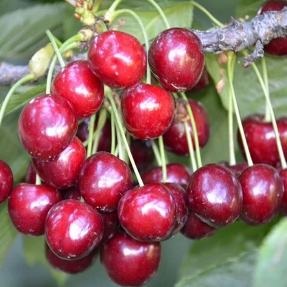 Tüplü Aşılı Bol Verimli Aromatik North Wonder Kiraz Fidanı