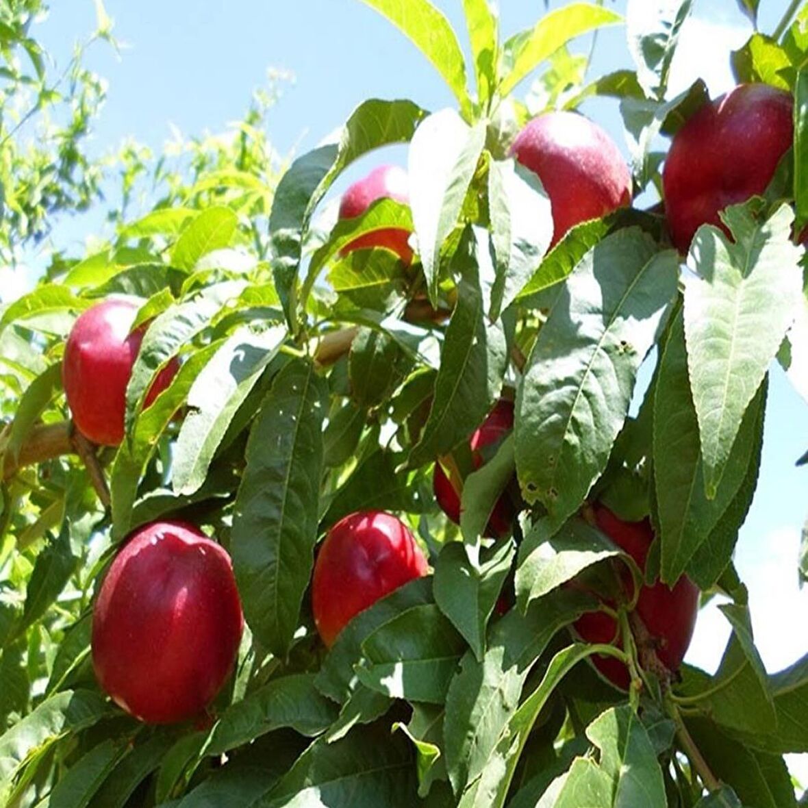 Tüplü Aşılı Erkenci Bol Verimli Zinkal 7 (Zincal 7) Nektarin Fidanı