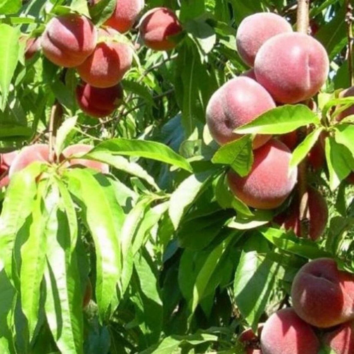 Tüplü Aşılı Erkenci Leziz Aromatik Tam Bodur Spring Crest Şeftali Fidanı