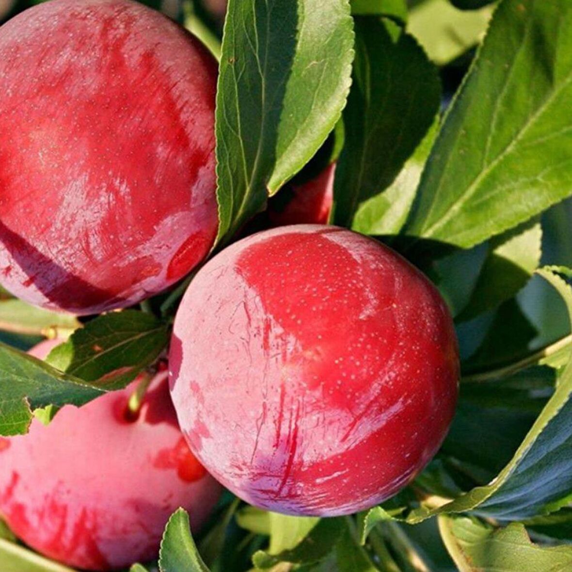 Tüplü Aşılı Geçci Çok İri Yarı Bodur Autumn Giant Japon Erik Fidanı