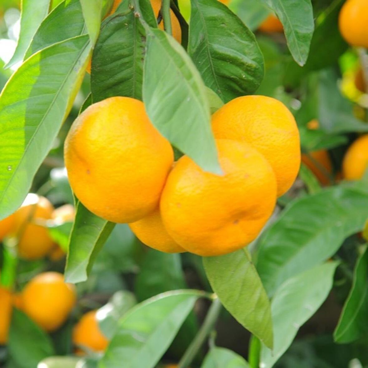 Tüplü Aşılı Hoş Kokulu Bol Verimli Rize Satsuma Mandalina Fidanı