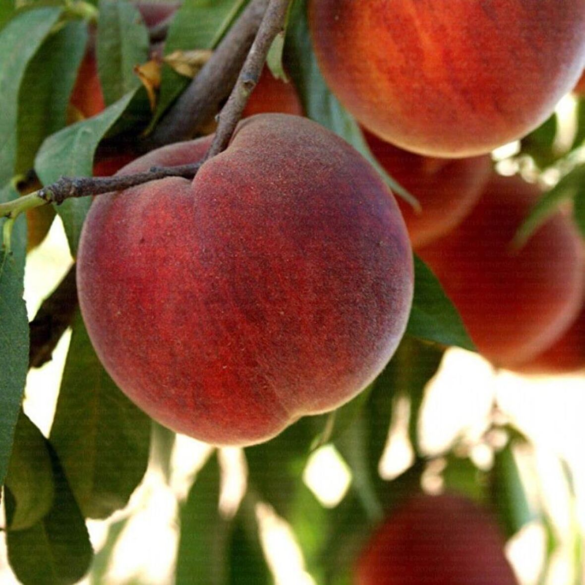 Tüplü Aşılı İri Koyu Kırmızı Meyveli Geçci Red Elegant Şeftali Fidanı