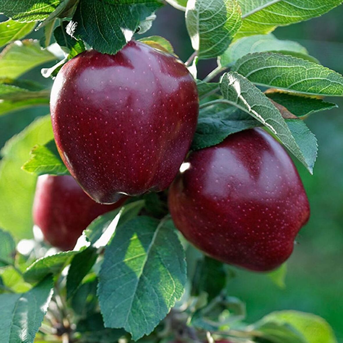 Tüplü Aşılı Koyu Kırmızı İri Yarı Bodur Red Chief Elma Fidanı