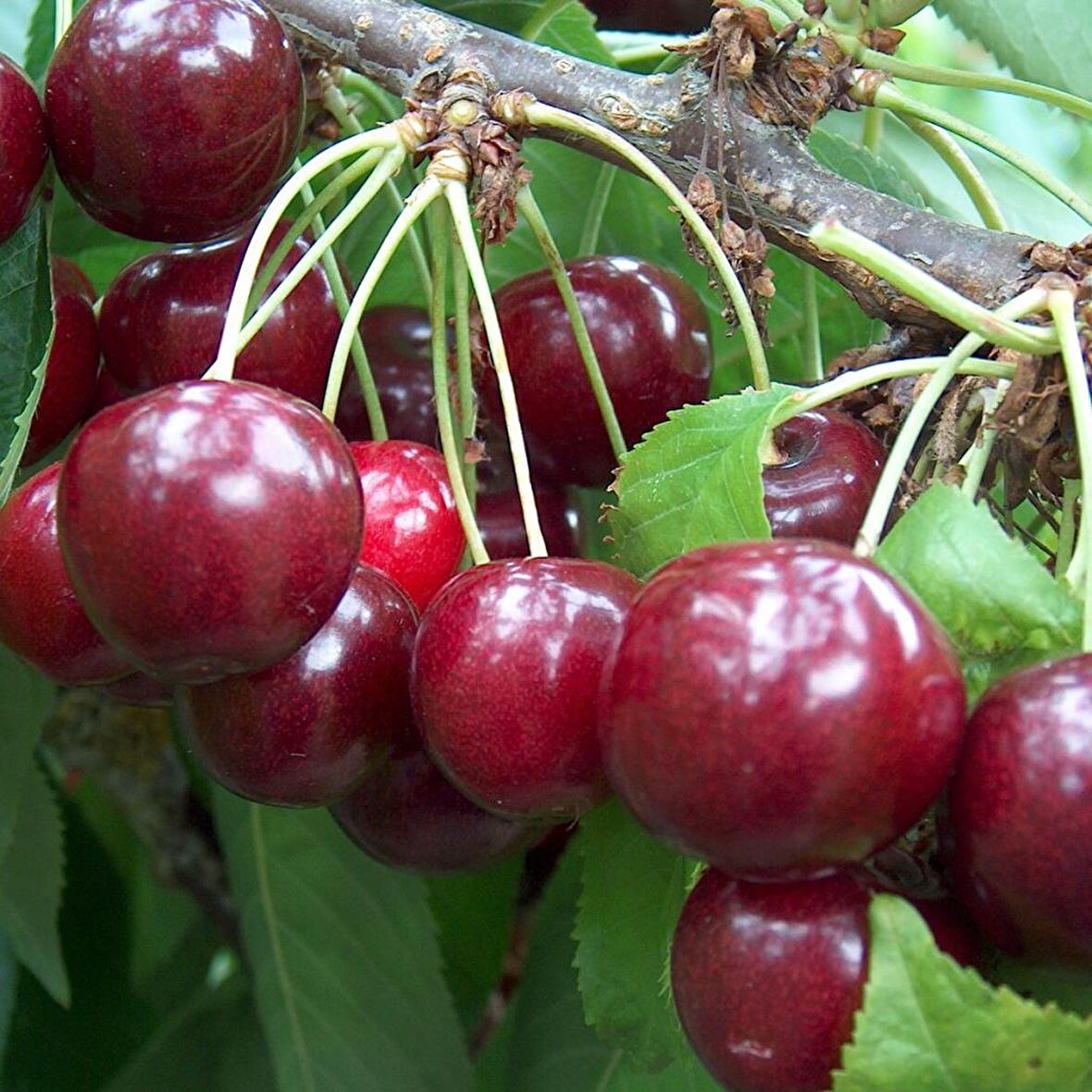 Tüplü Aşılı Leziz Aromalı Çok Verimli Tam Bodur Regina Kiraz Fidanı