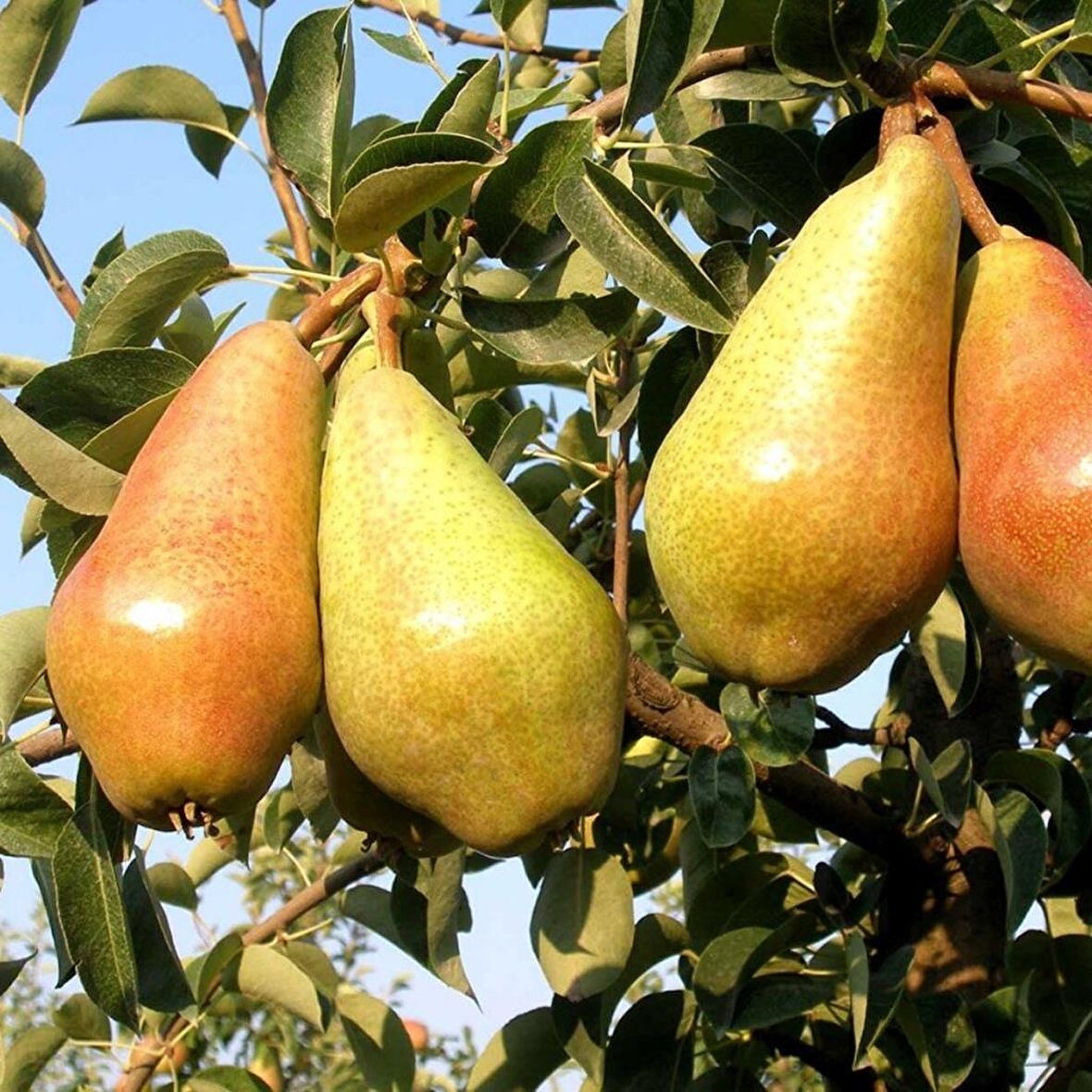 Tüplü Aşılı Orta Erkenci Tam Bodur İtalyan Carmen Armut Fidanı