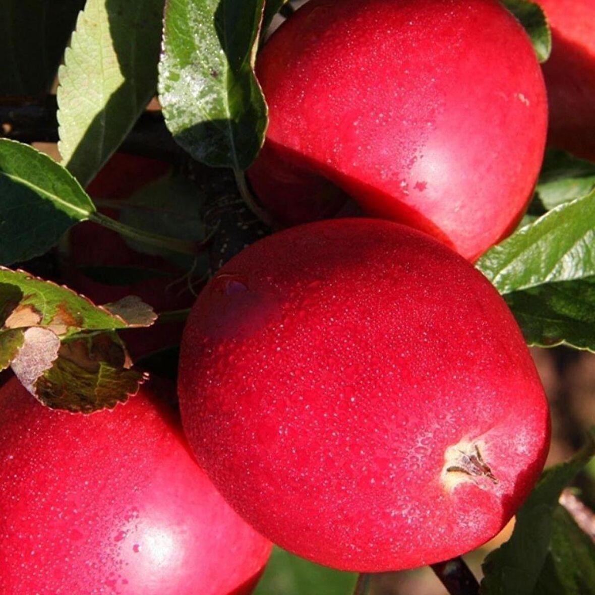 Tüplü Aşılı Özel Ürün Erkenci Yaz Elması Yarı Bodur Buckeye Gala Elma Fidanı