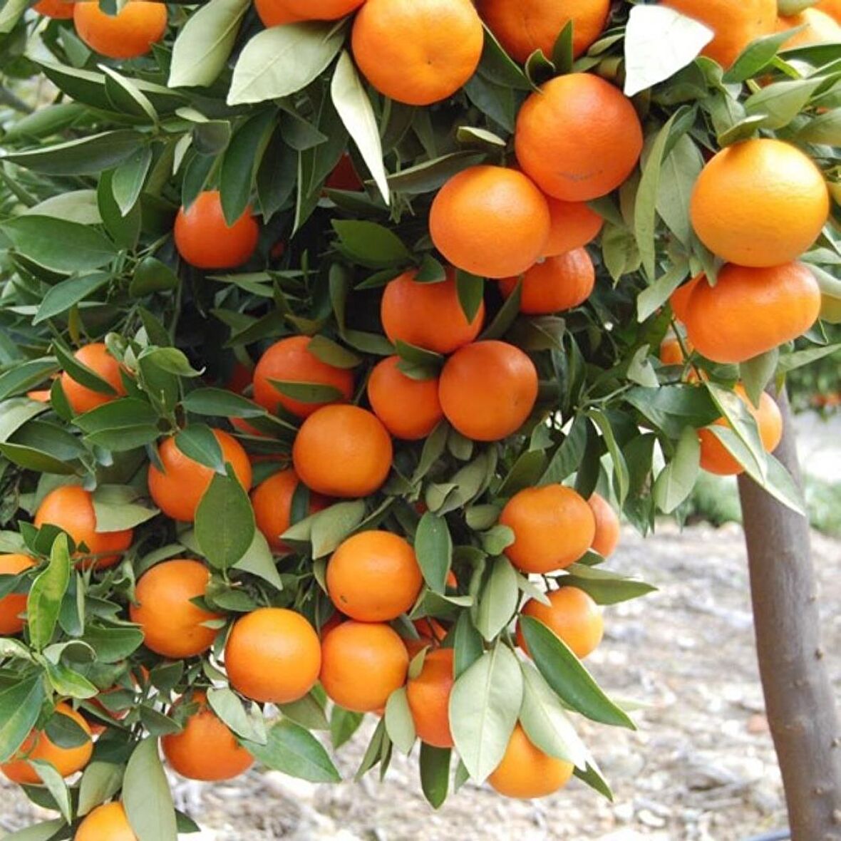 Tüplü Aşılı Verimli Sulu Aromalı Nova Mandalina Fidanı