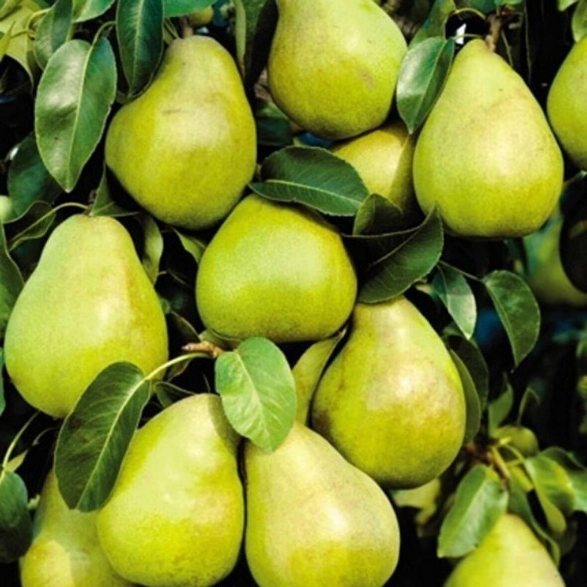 Tüplü Aşılı Verimli Yarı Bodur Margarit Marillat (Kieffer) Armut Fidanı
