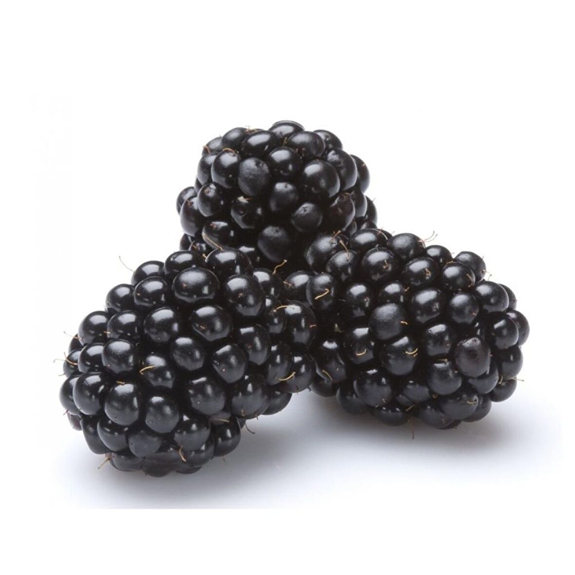 Tüplü Bol Verimli Boysenberry Böğürtlen Fidanı