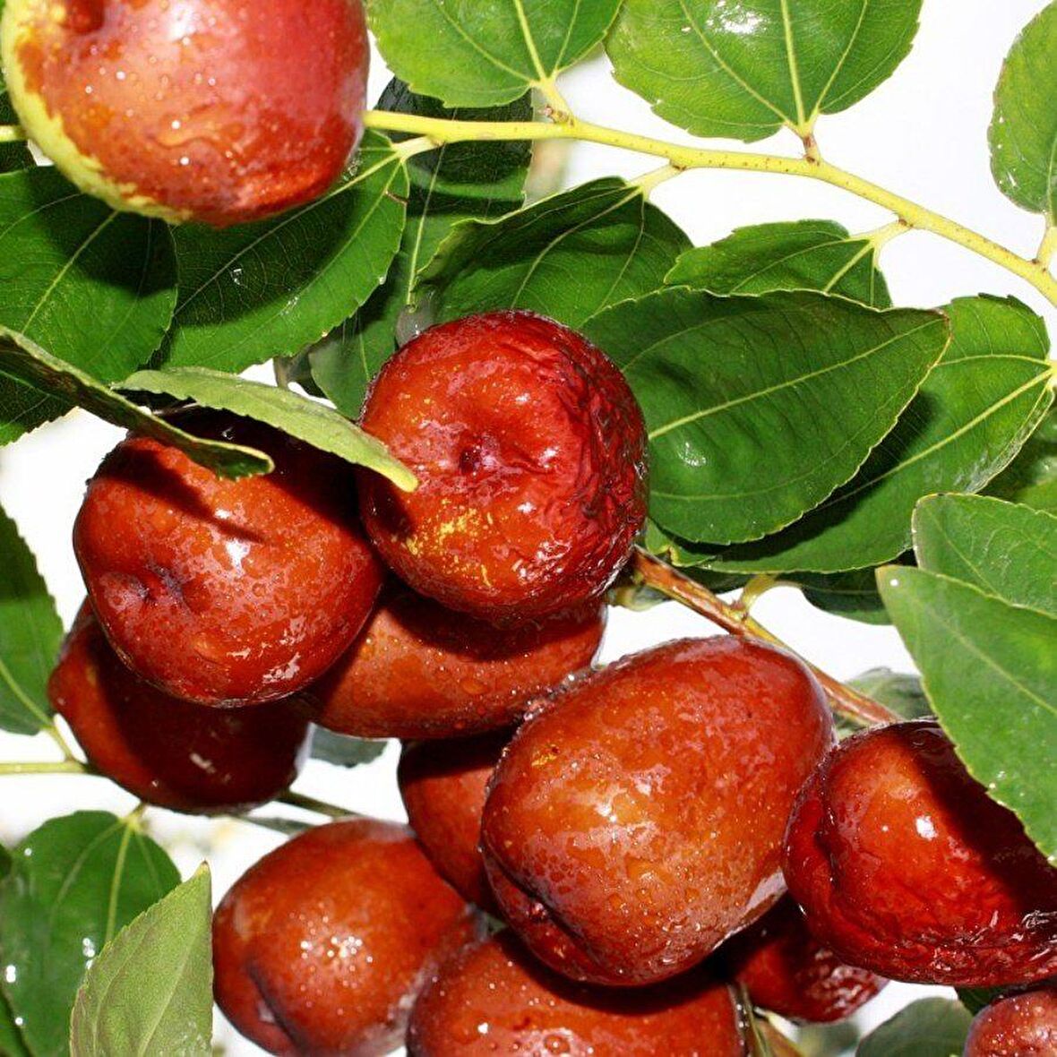 Tüplü Bol Verimli İri Meyveli Hünnap Fidanı