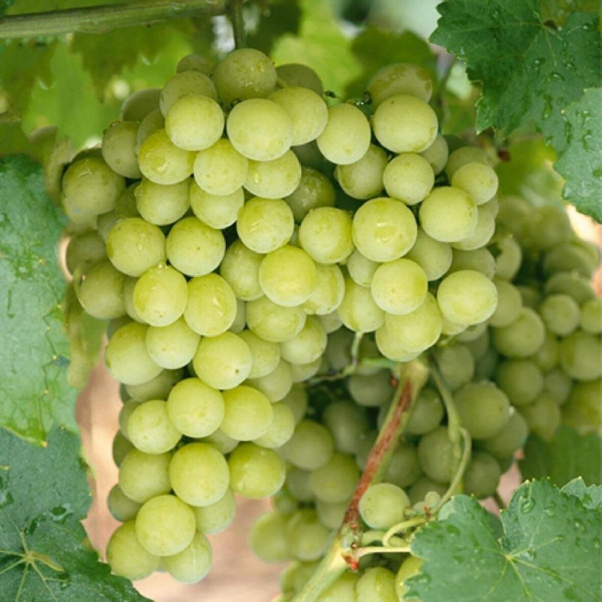 Tüplü Çekirdeksiz Bol Verimli Beyaz Superior Seedless Üzüm (Asma-Bağ) Fidanı