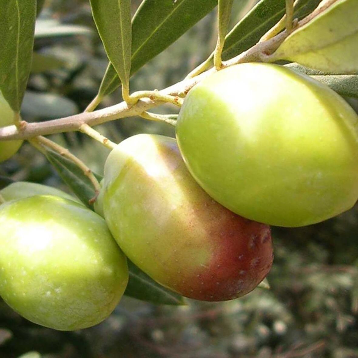 Tüplü Domat Zeytin Fidanı