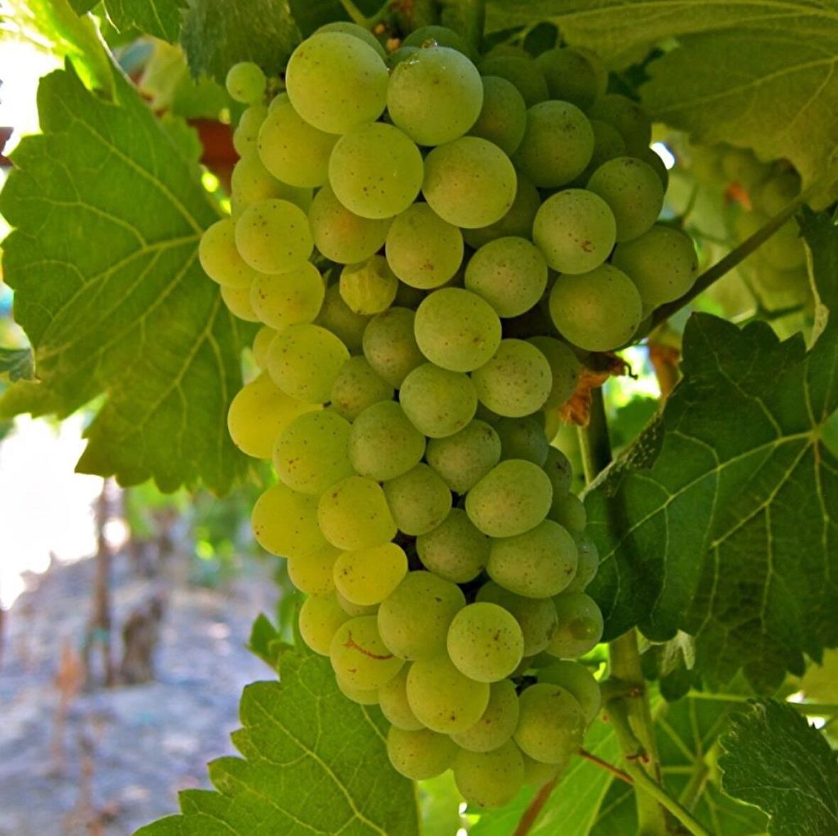 Tüplü Hoş Kokulu Tatlı Sauvignon Blanc Üzüm (Asma-Bağ) Fidanı