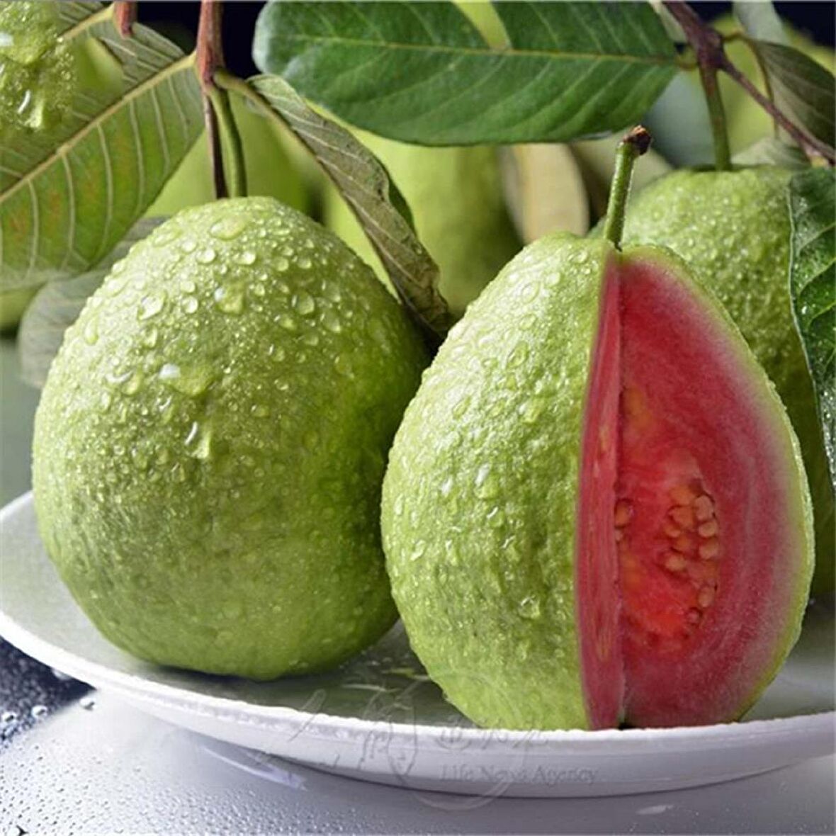 Tüplü Kırmızı Guava Fidanı