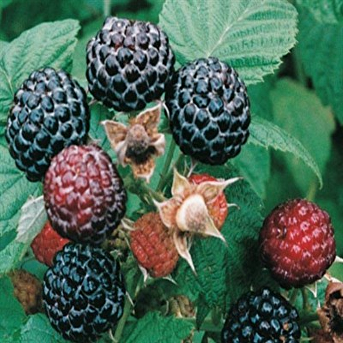 Tüplü Özel Black Jewel Siyah Ahududu Fidanı