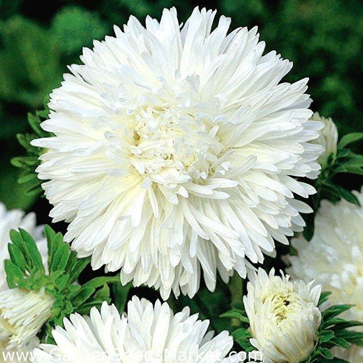 Bellis Perennis Beyaz Ponpon İngiliz Çayır Papatyası Çiçeği Tohumu(100 tohum)