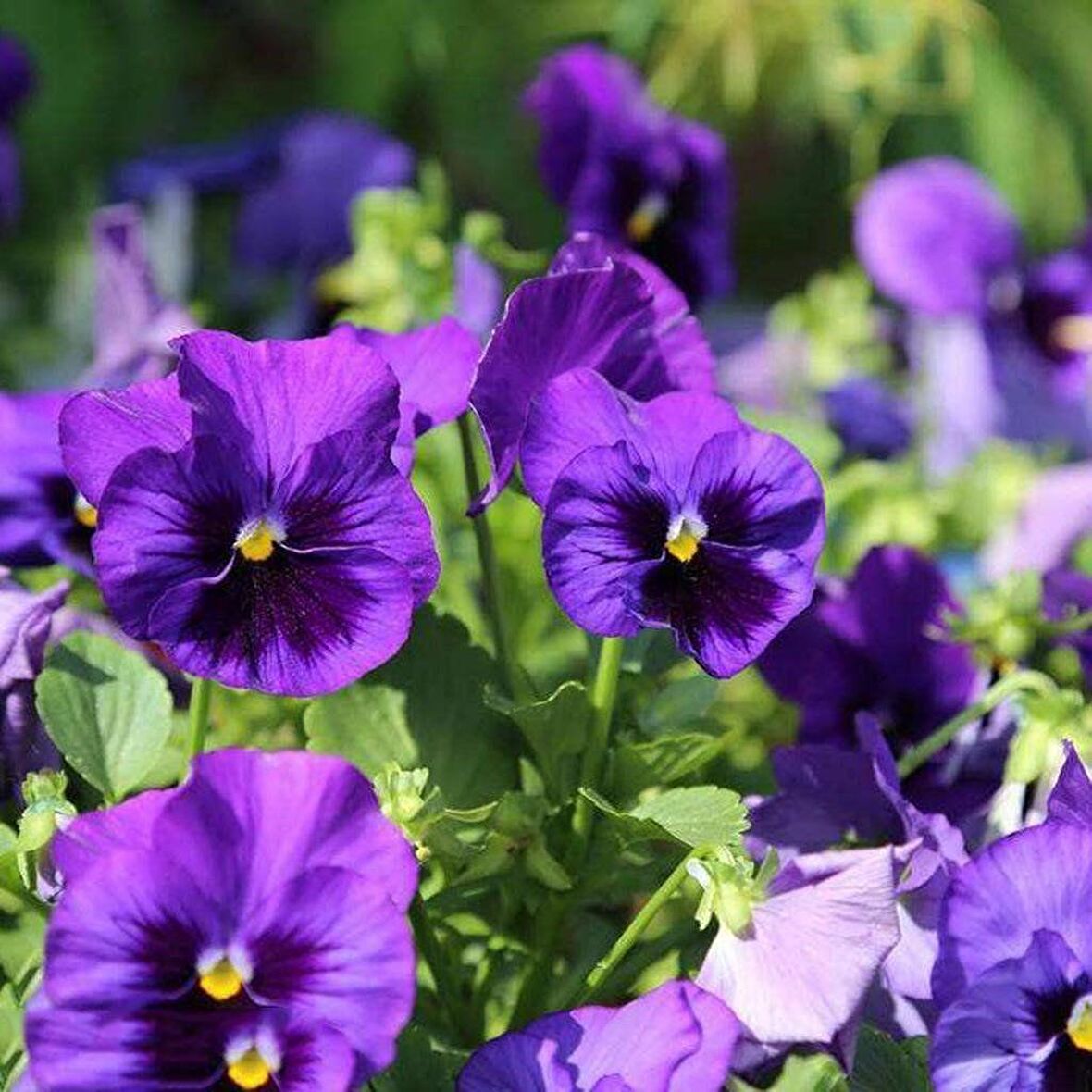 Blue Perfection Mavi Hercai Menekşe Çiçeği Tohumu (150 tohum)