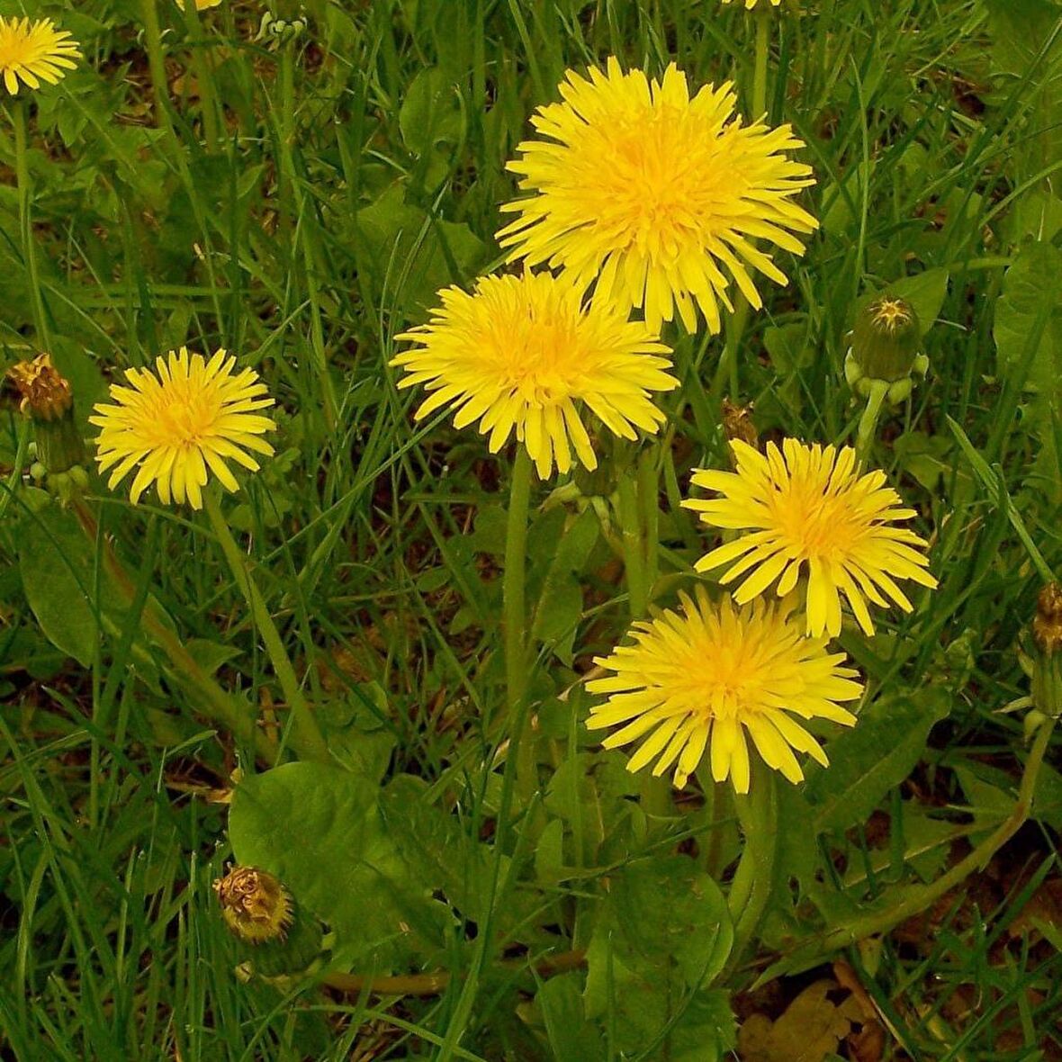 Dandelion Taraxacum Officinale Karahindba Çiçeği Tohumu(100 tohum)