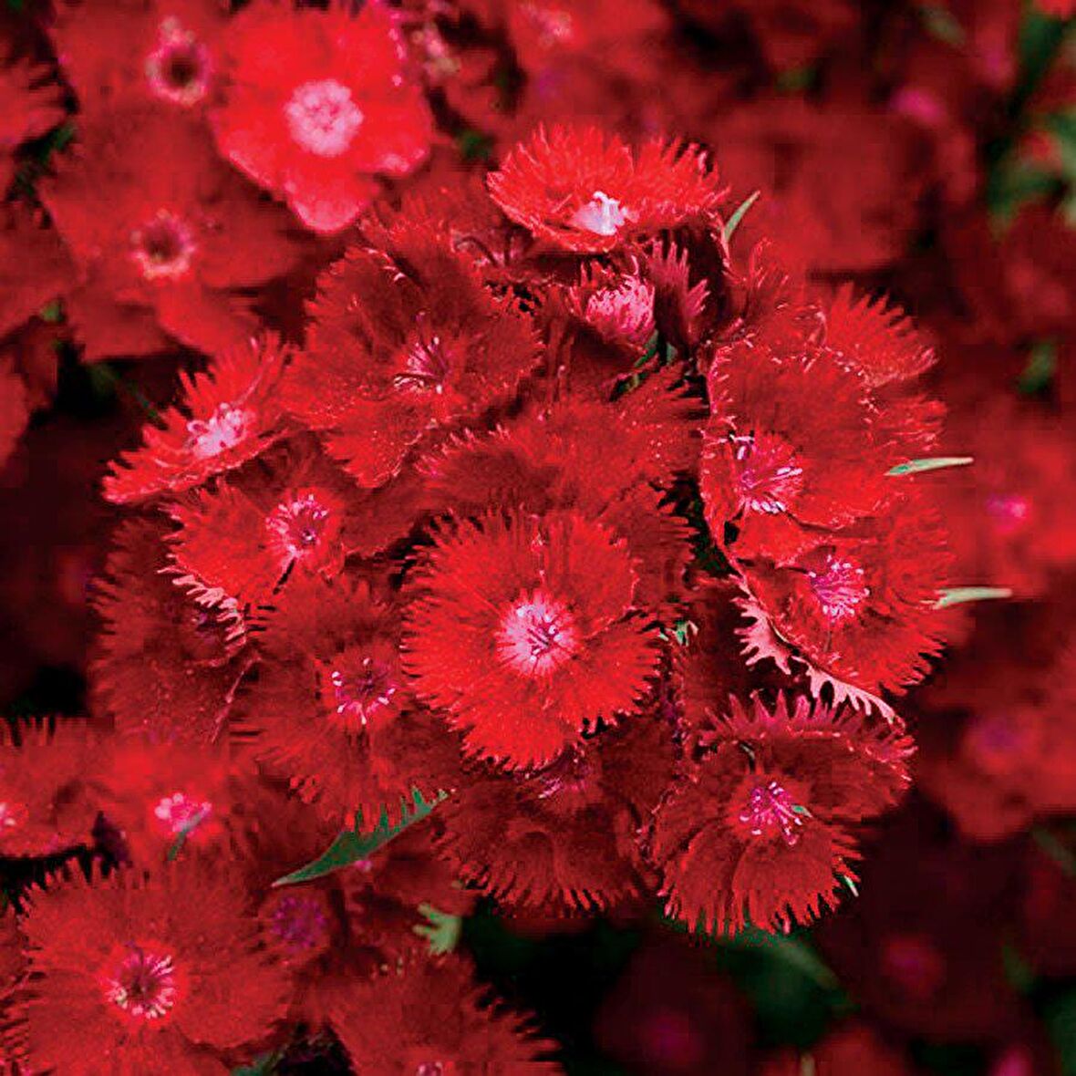 Dianthus Heddewigii Bravo Karanfil Çiçeği Tohumu (100 adet)