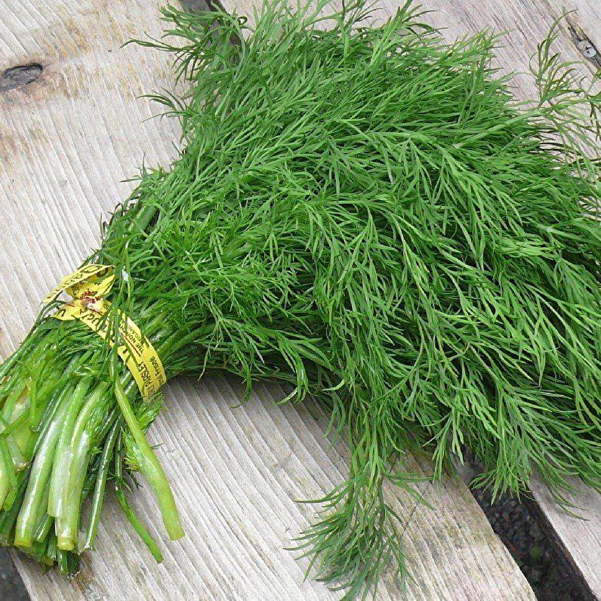 Doğal Dere Otu(Anethum graveolens) Tohumu(100 tohum)