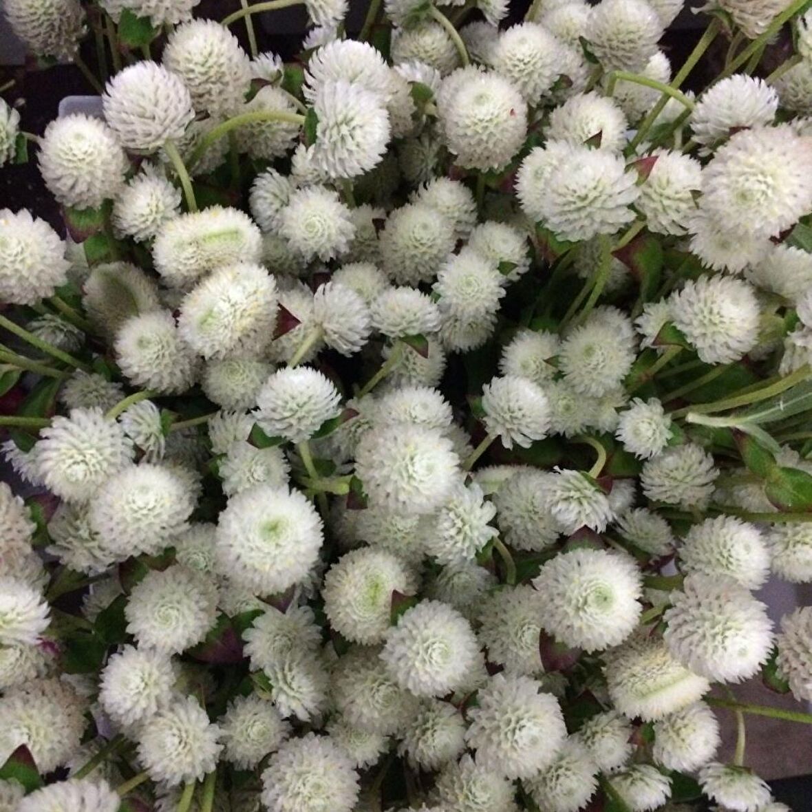 Gomphrena Globosa Beyaz Renkli Medine Çiçeği Tohumu(50 tohum)