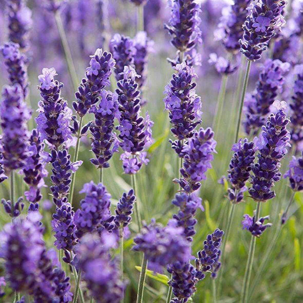 Lavandula Angustifolia Lavanta Çiçeği Tohumu(10 gram)