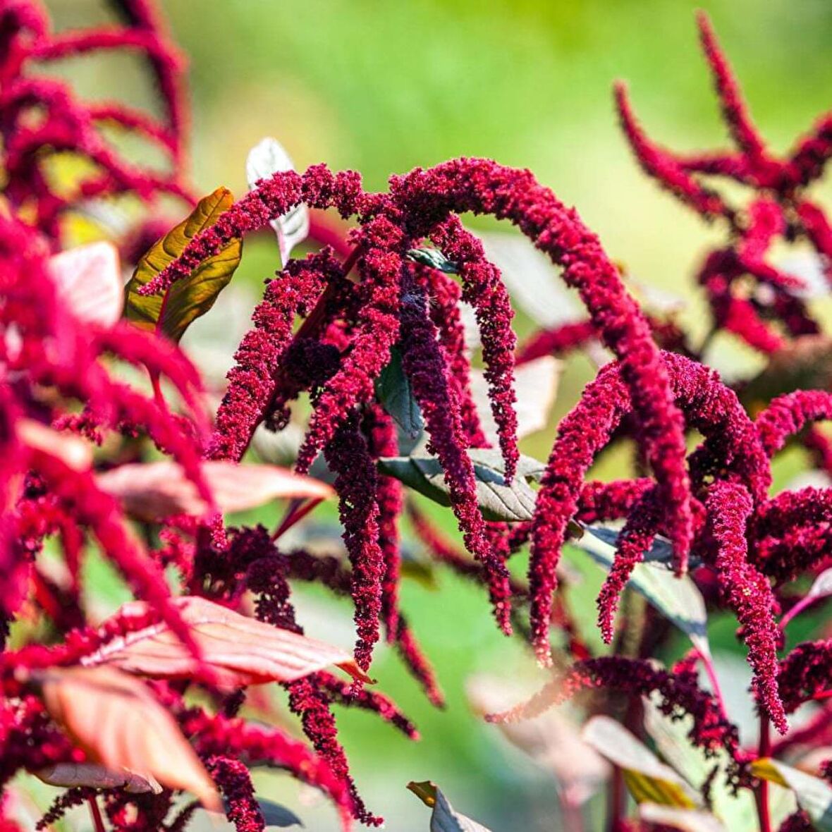 Red Spike Kırmızı Amaranthus Çiçeği Tohumu(50 tohum)