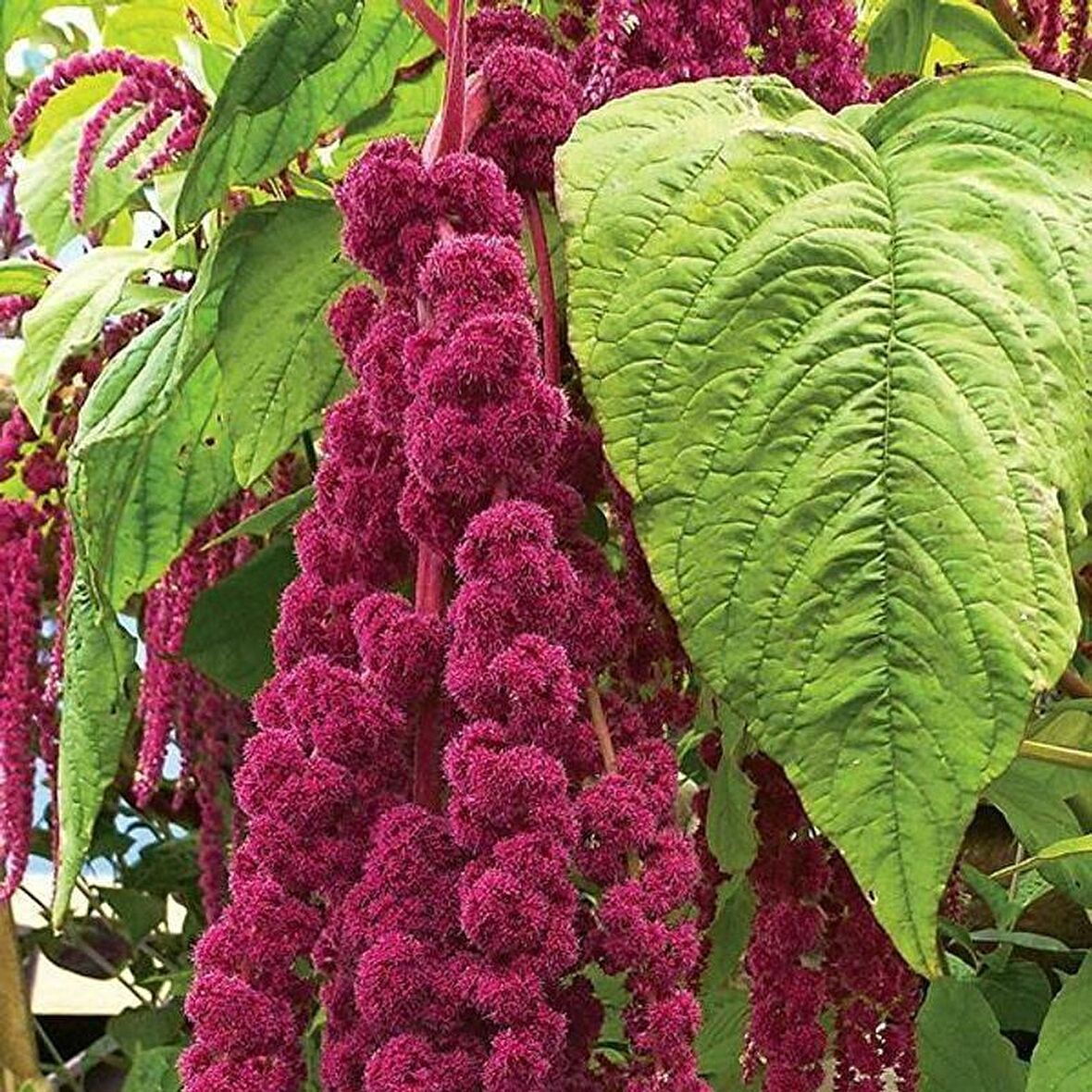 Sarkan Kırmızı Amaranthus(Horoz İbiği) Çiçeği Tohumu( 1500 tohum)