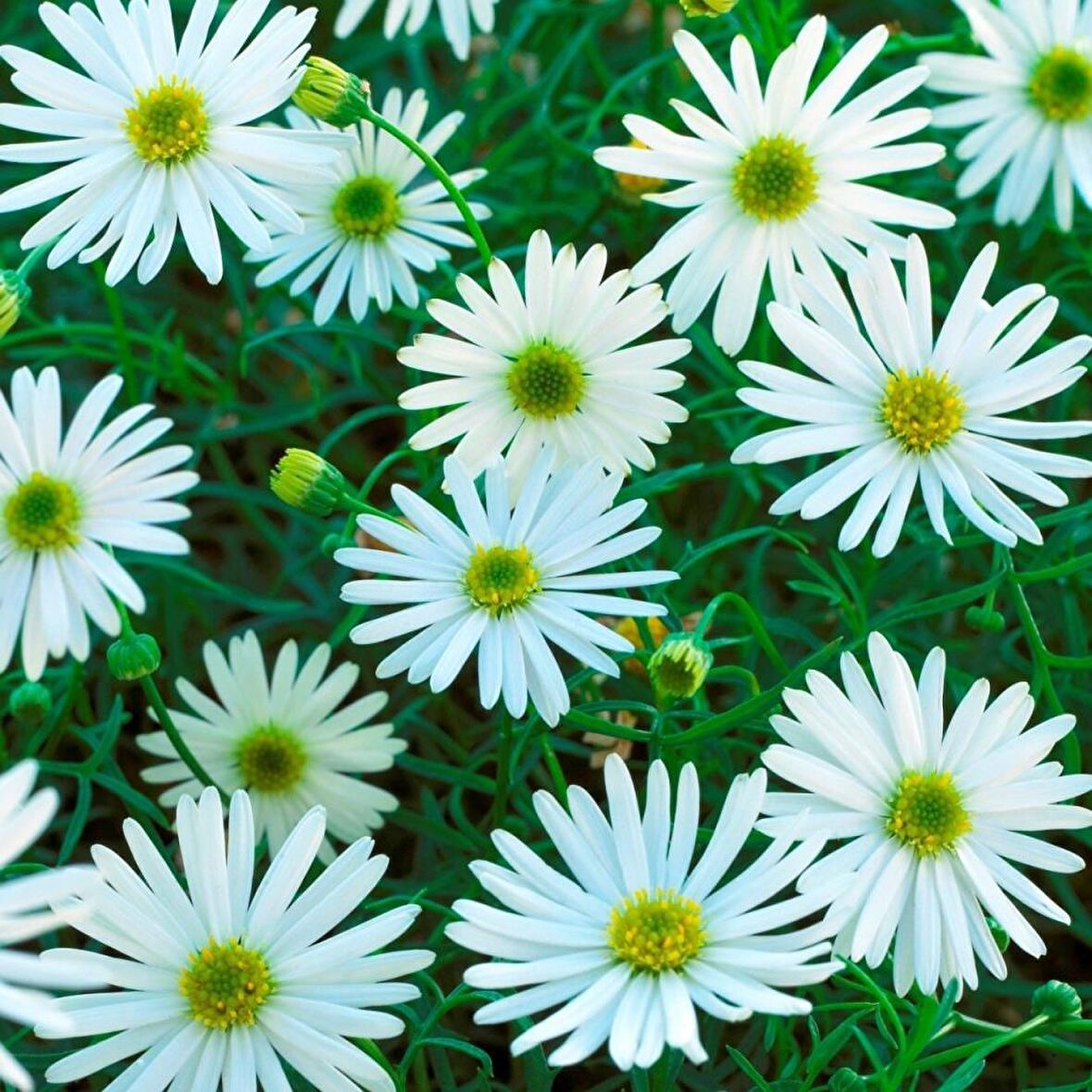 White Splendour Brachycome Çiçeği Tohumu (200 tohum)