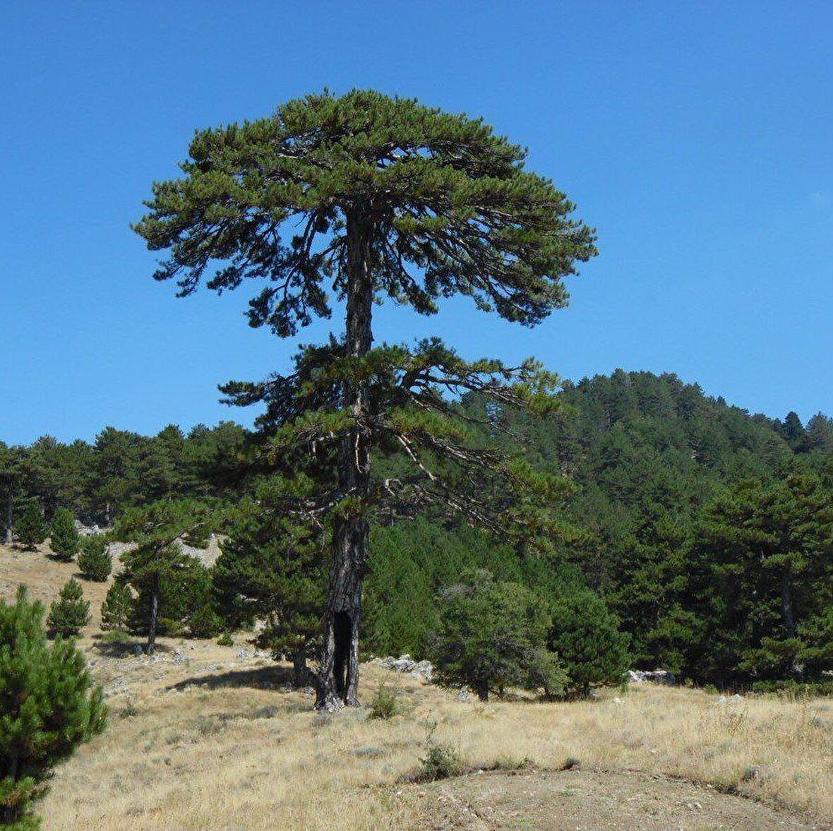 Tüplü Karaçam Fidanı 4 Yaş 100-150 cm