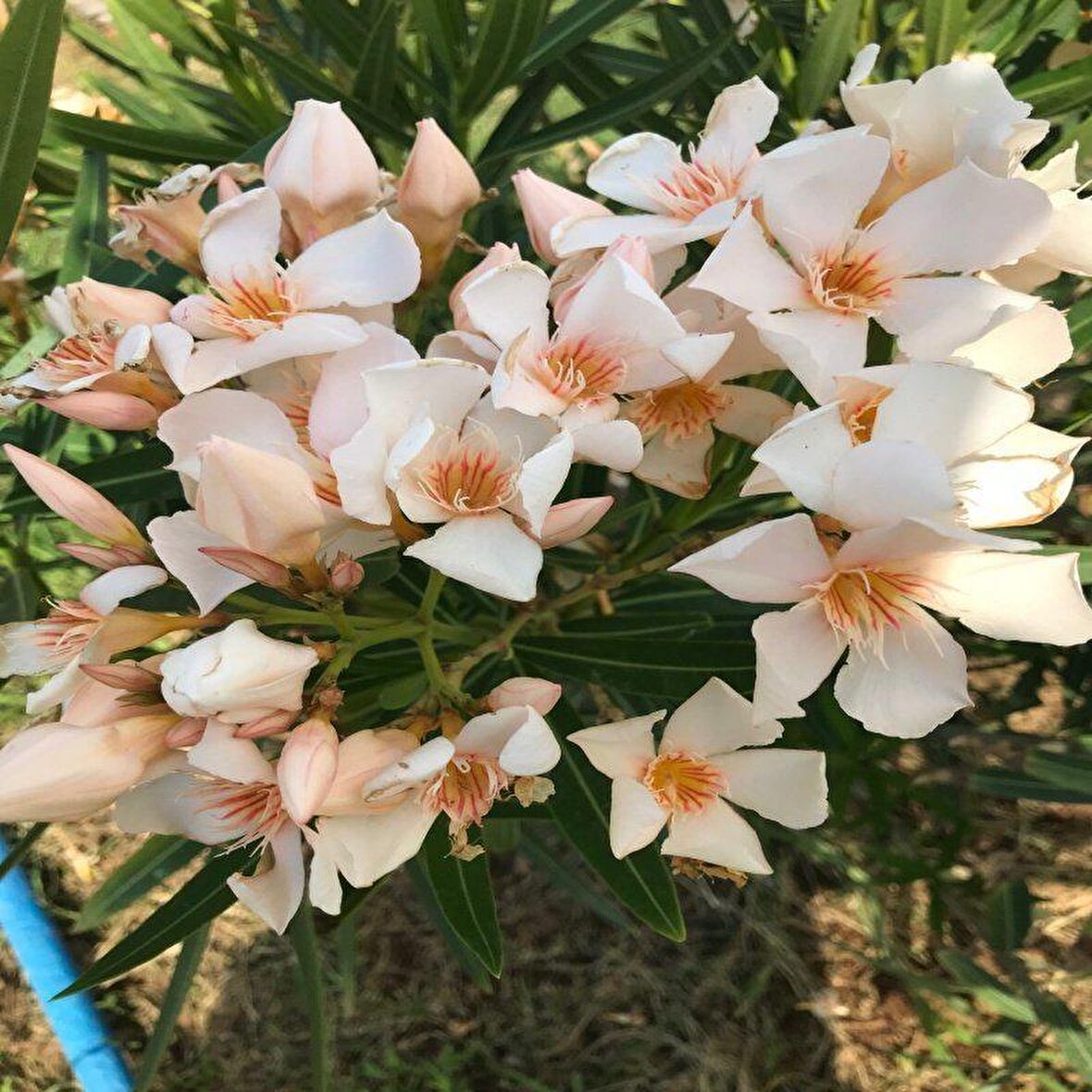 Tüplü Nadir Krem Renkli Zakkum Fidanı (10-30 cm) Sınırlı Stok