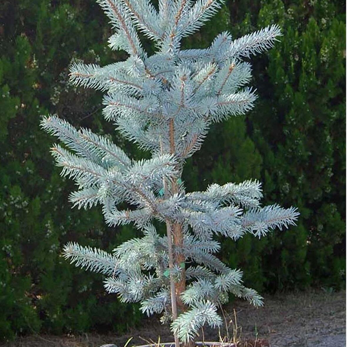 Picea Glauca Beyaz Ladin Tohumu (10 Tohum)