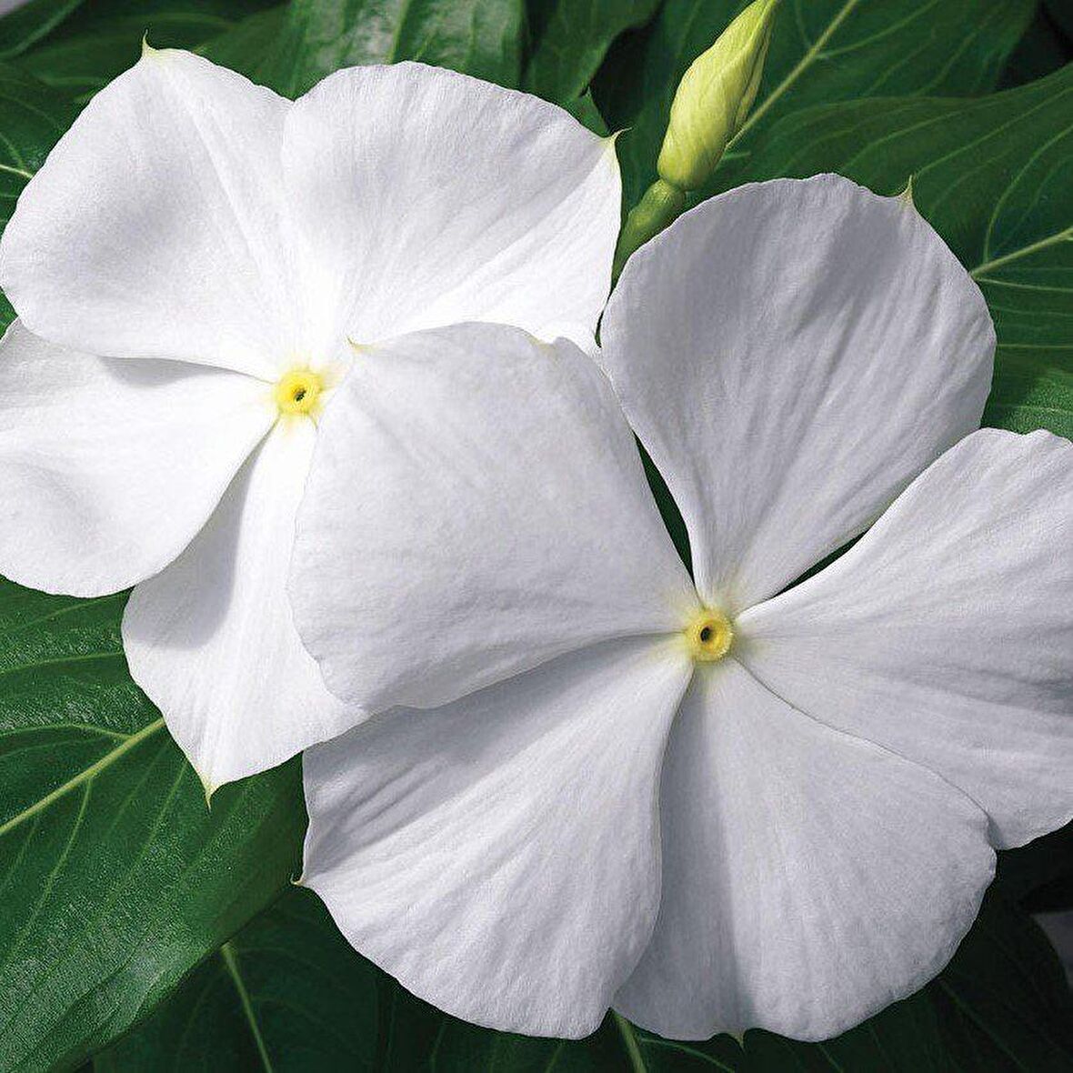 Vinca Cora Major White Cezayir Menekşesi Çiçeği Fidesi (3 adet)
