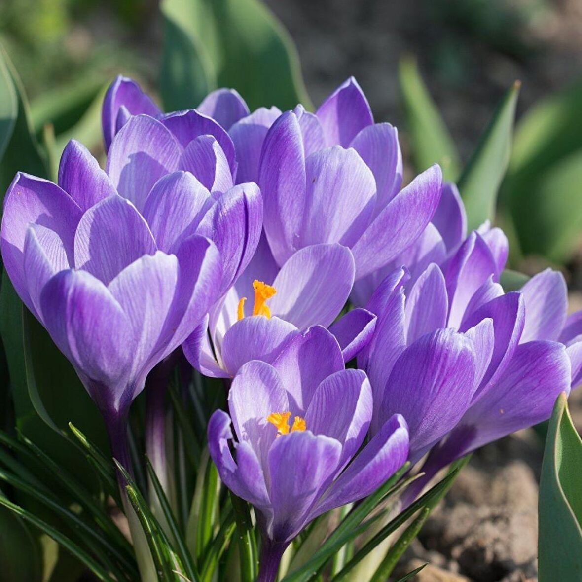 Flower Record Eflatun Renkli Çiğdem Soğanı (5 adet)