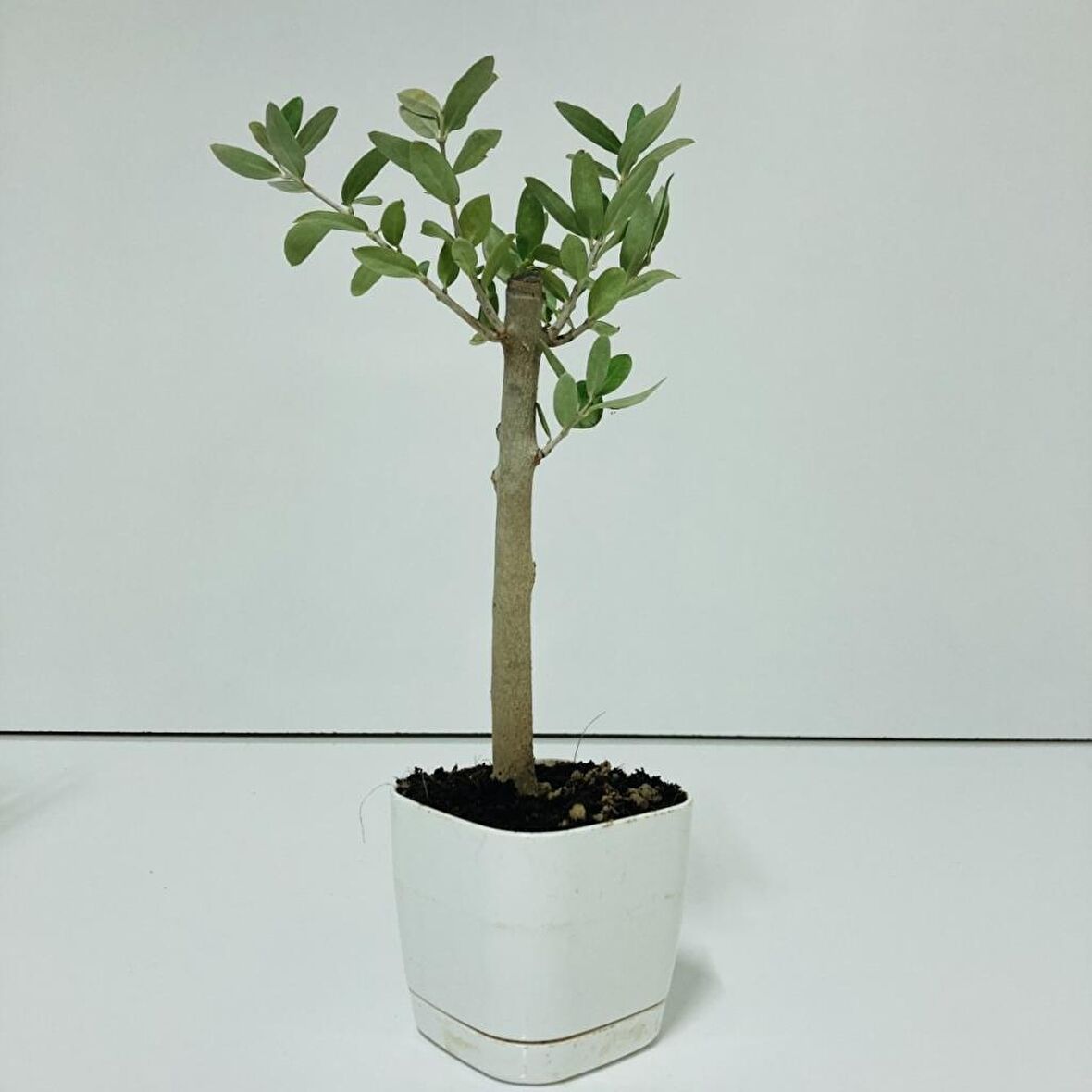 Beyaz Lüx Saksıda Hediyelik Minyatür Bonsai Zeytin Fidanı (Ücretsiz Kargo)