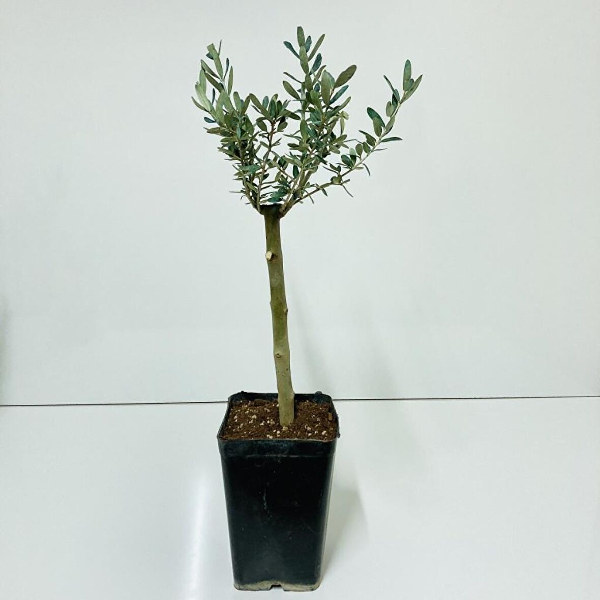Siyah 14x20 cm'lik Saksıda Hediyelik Minyatür Bonsai Zeytin Fidanı (Ücretsiz Kargo)