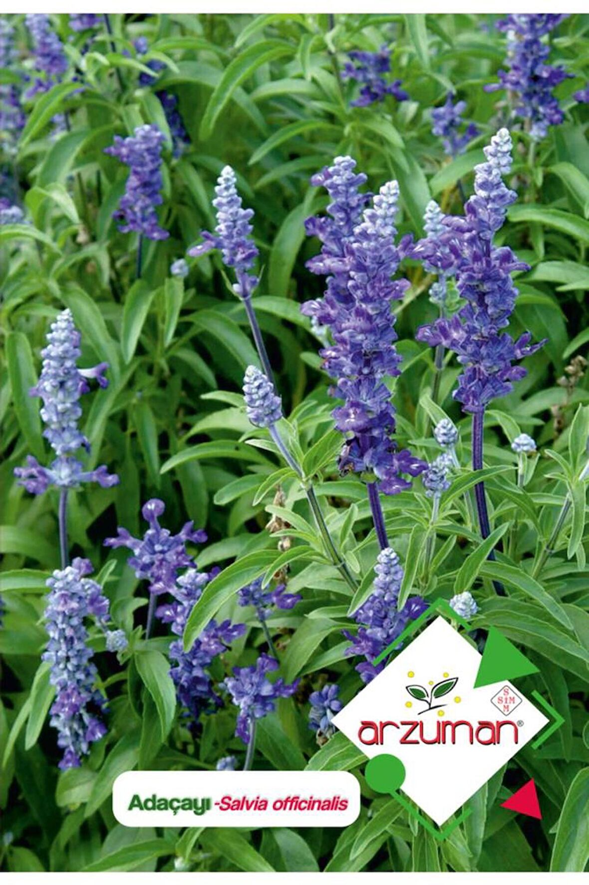 50 Adet Adaçayı (Salvia Officinalis) Çiçek Tohumu 
