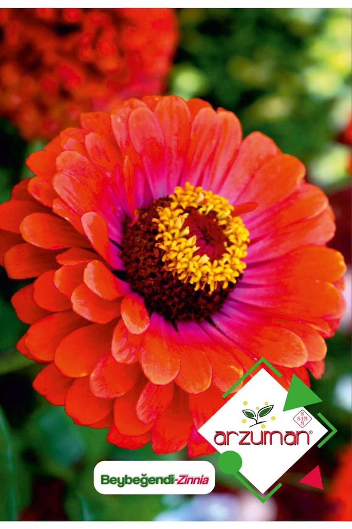 30 Adet Beybeğendi (Zinnia) Çiçek Tohumu 