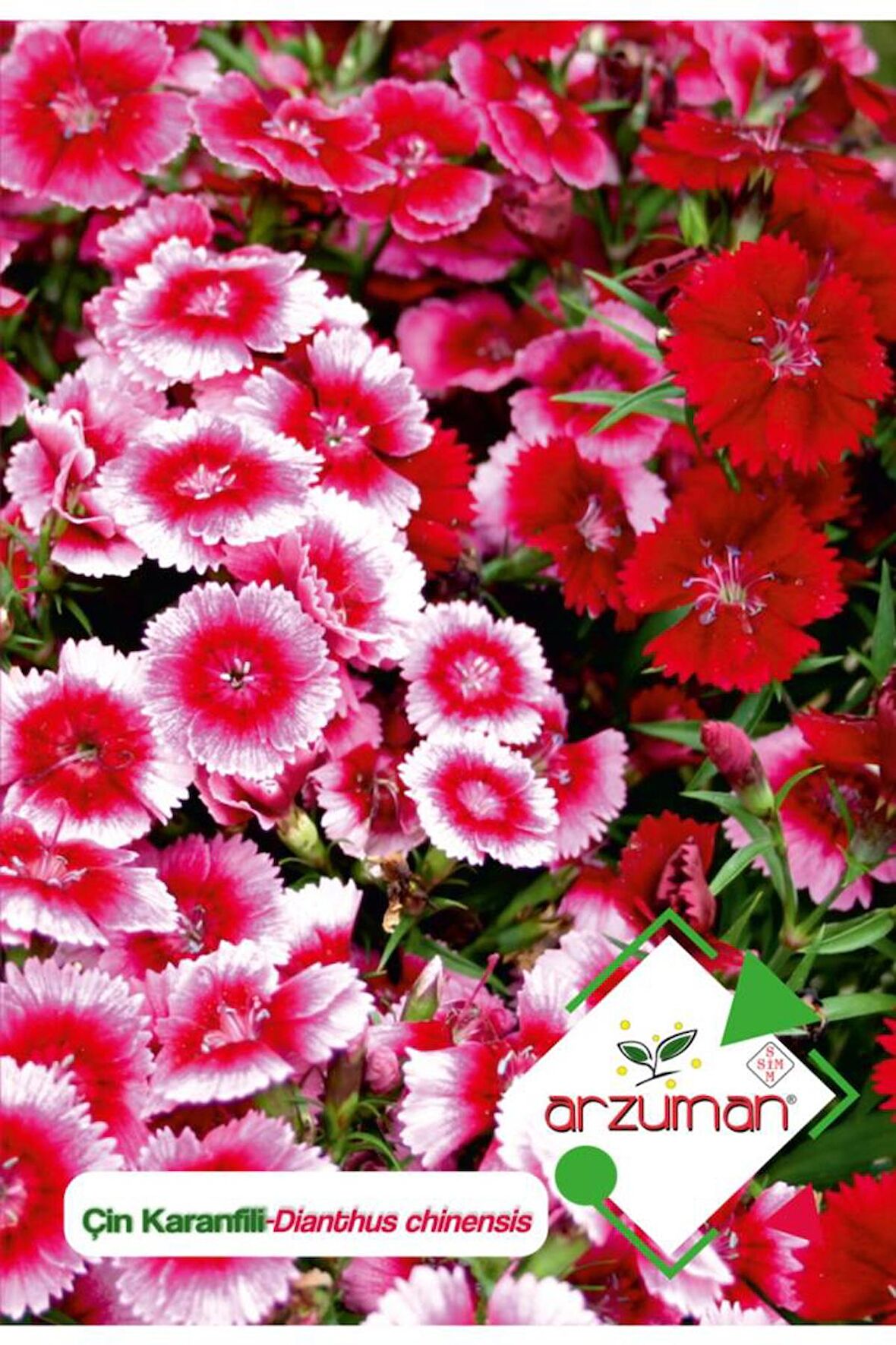 100 Adet Çin Karanfili (Dianthus Chinensis) Çiçek Tohumu 