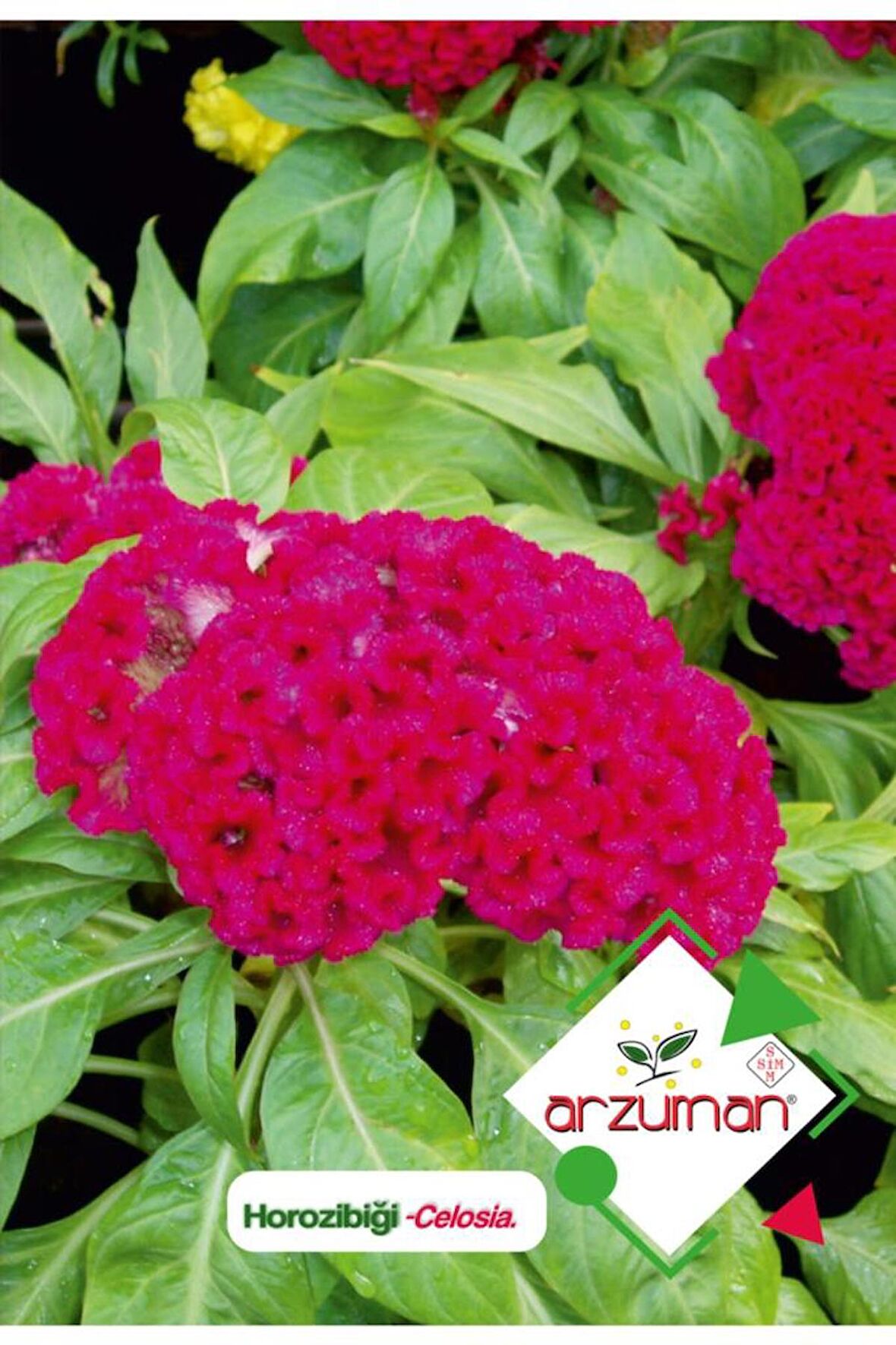 100 Adet Horozibiği (Celosia) Çiçek Tohumu 