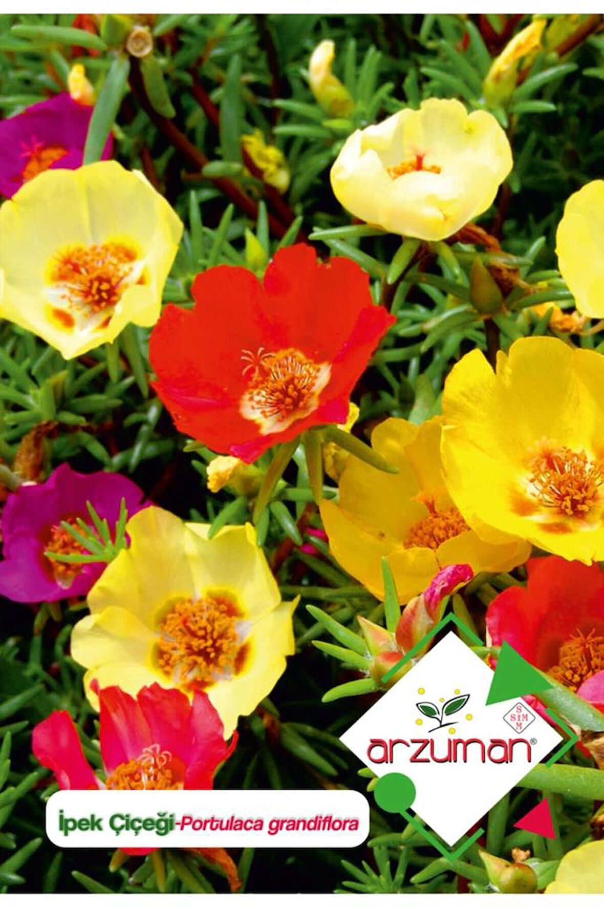 100 Adet İpek - Şellaki (Portulaca Grandiflora) Çiçek Tohumu 