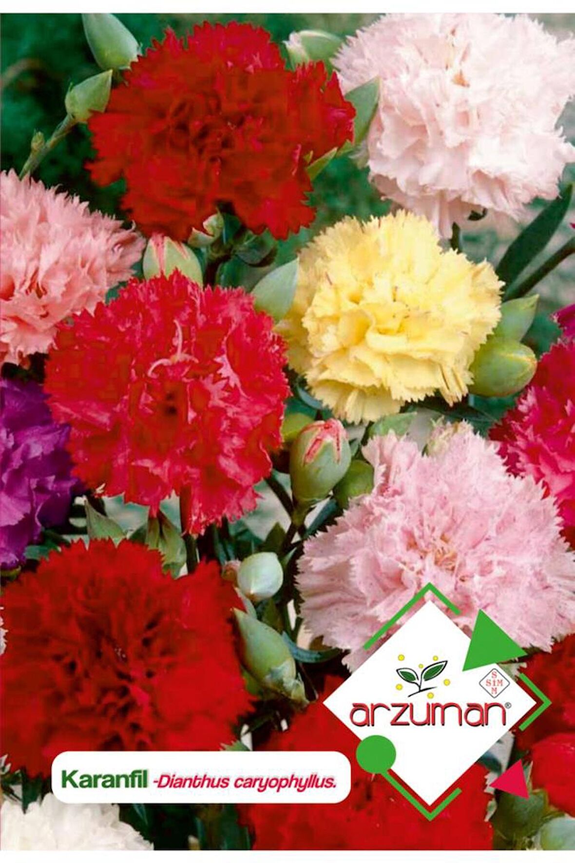 100 Adet Karanfil (Dianthus Caryophyllus) Çiçek Tohumu 